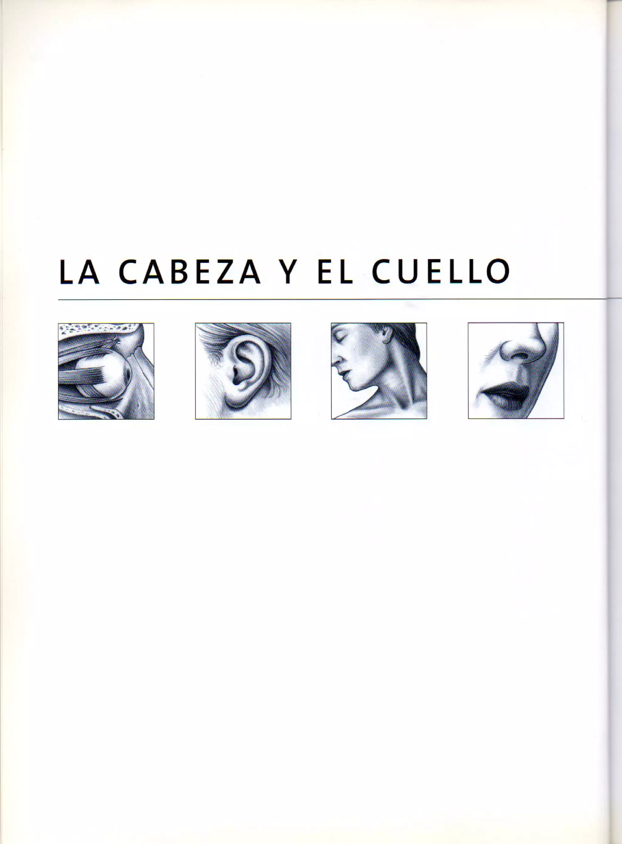 (Daniel carter) anatomia para el artista