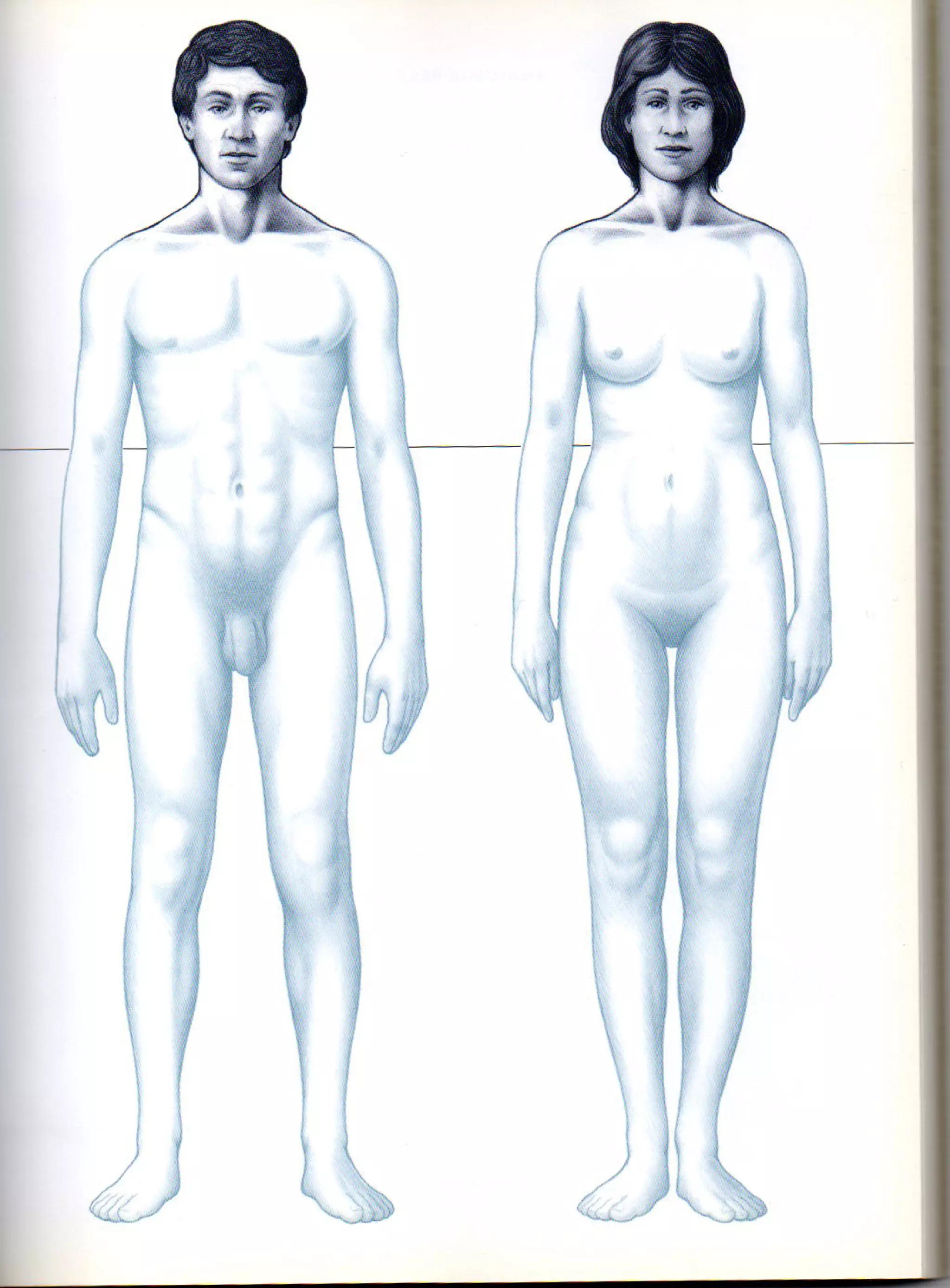 (Daniel carter) anatomia para el artista