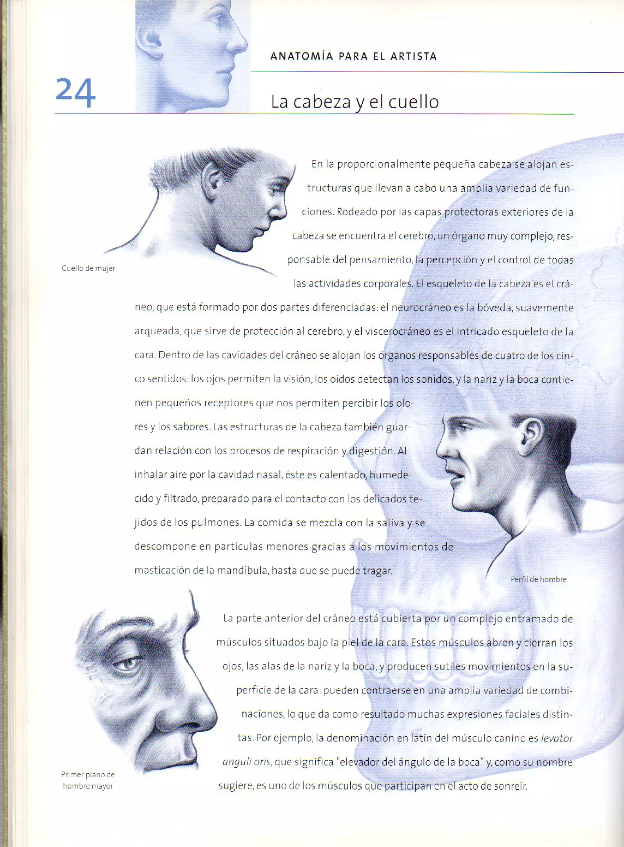 (Daniel carter) anatomia para el artista