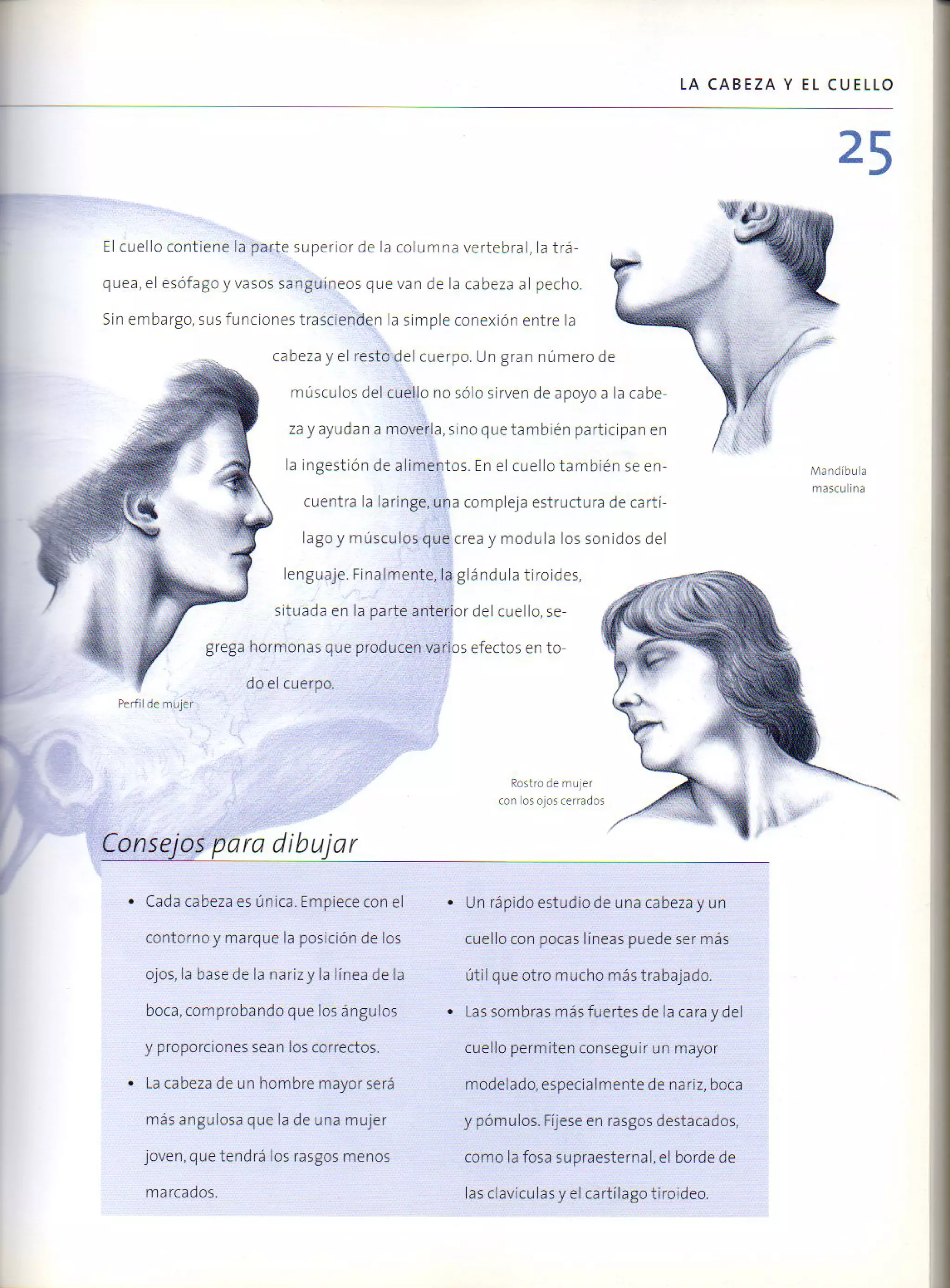 (Daniel carter) anatomia para el artista