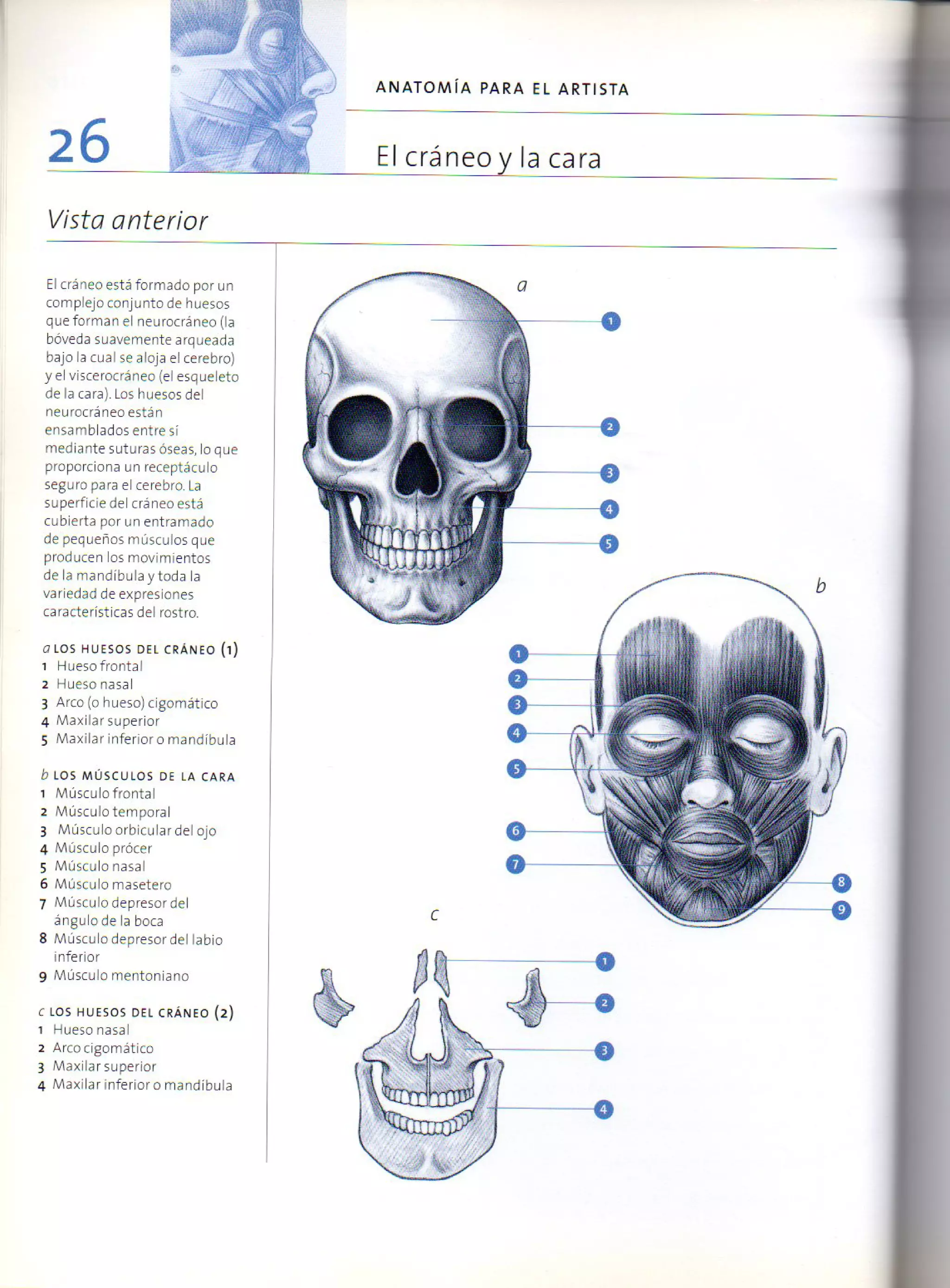 (Daniel carter) anatomia para el artista