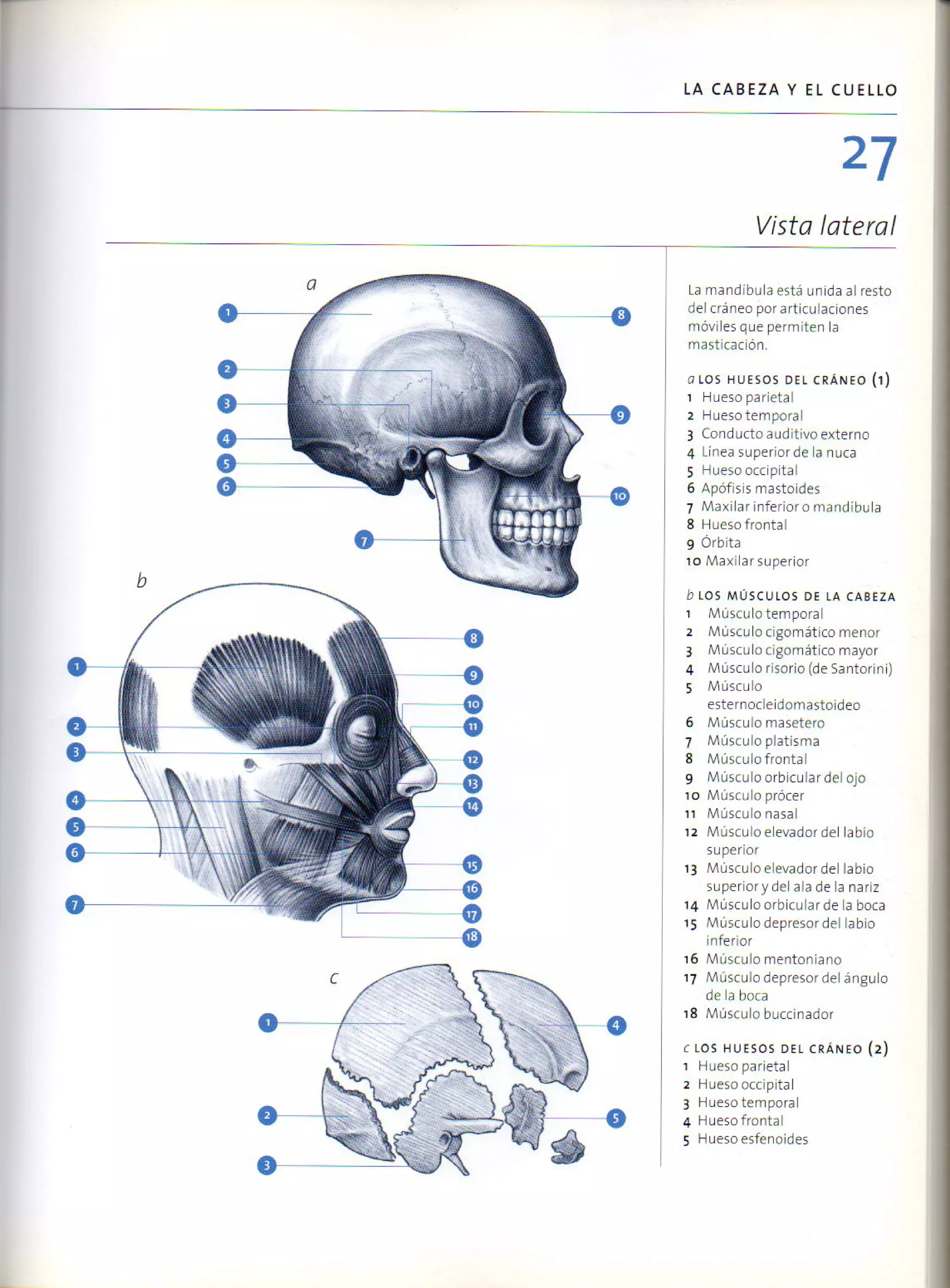 (Daniel carter) anatomia para el artista