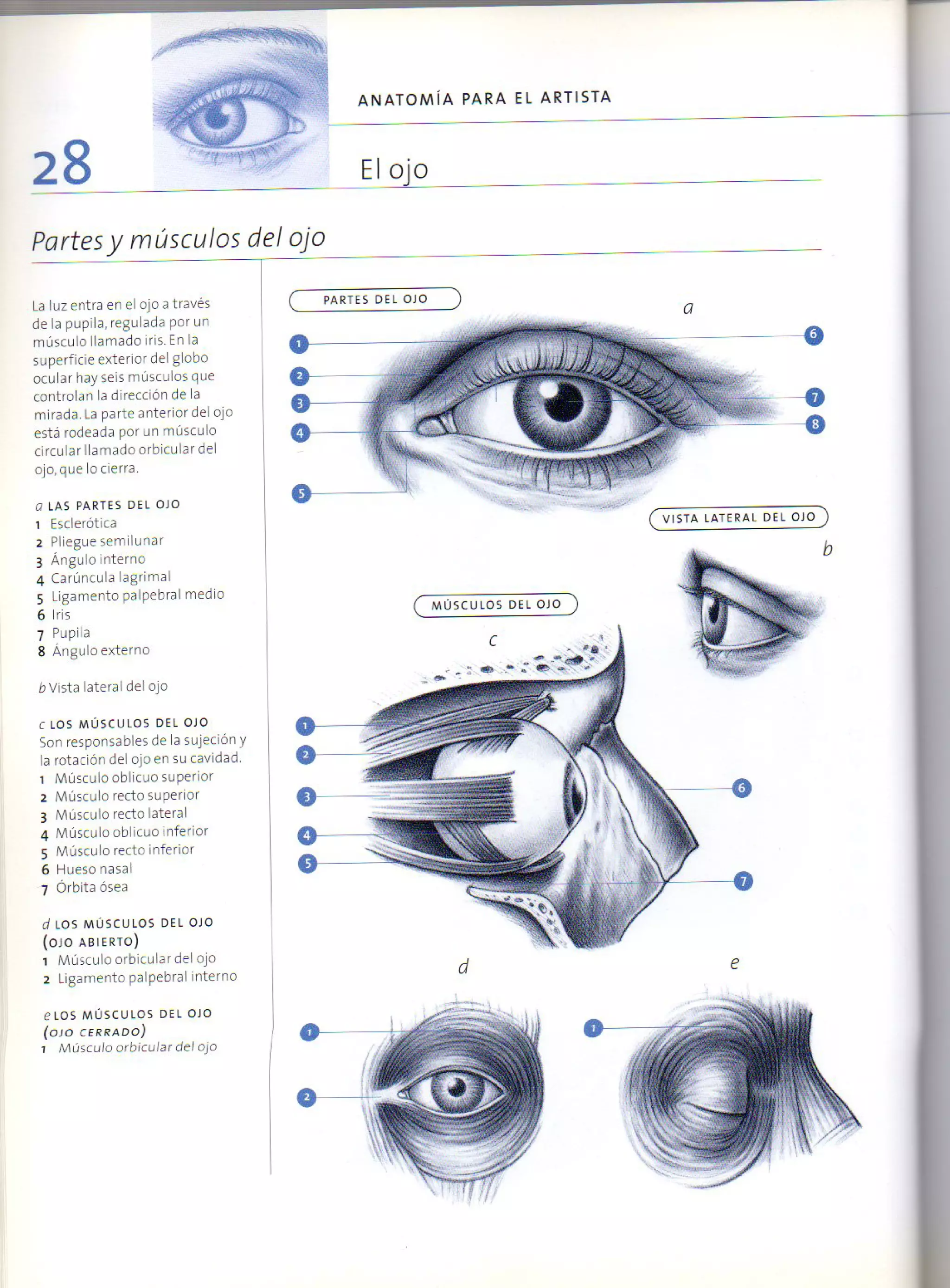 (Daniel carter) anatomia para el artista