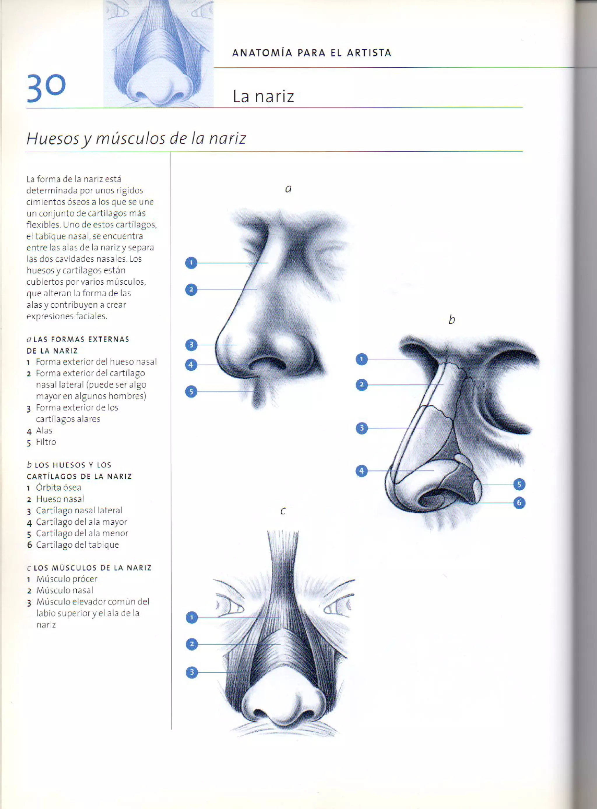 (Daniel carter) anatomia para el artista