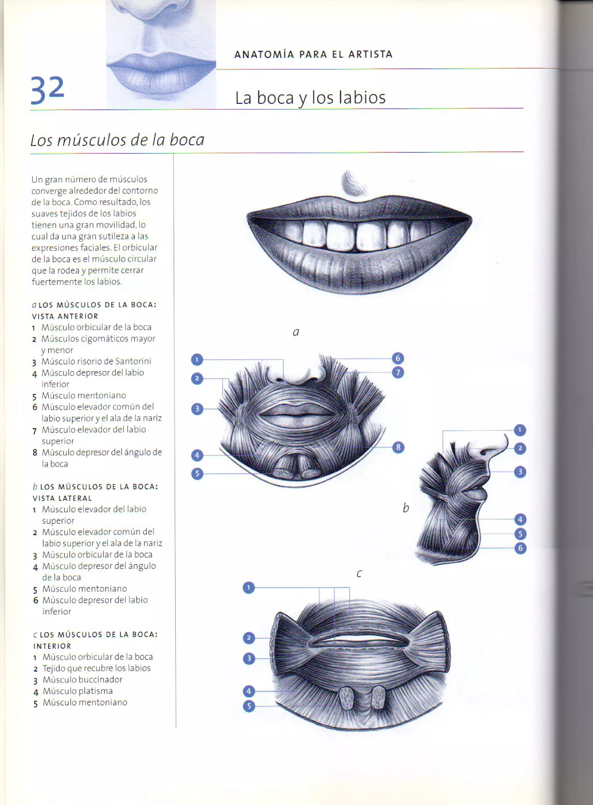 (Daniel carter) anatomia para el artista