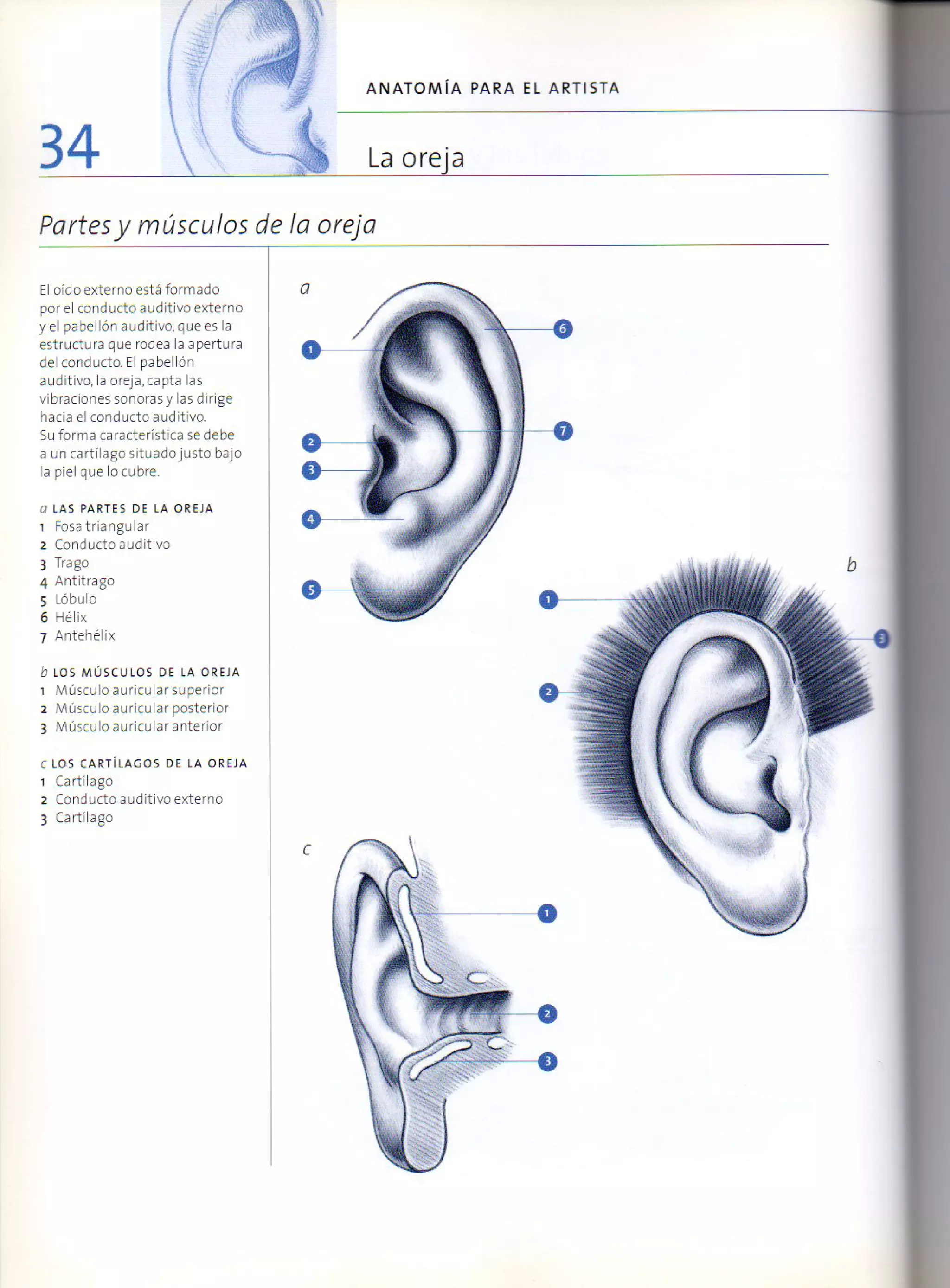 (Daniel carter) anatomia para el artista