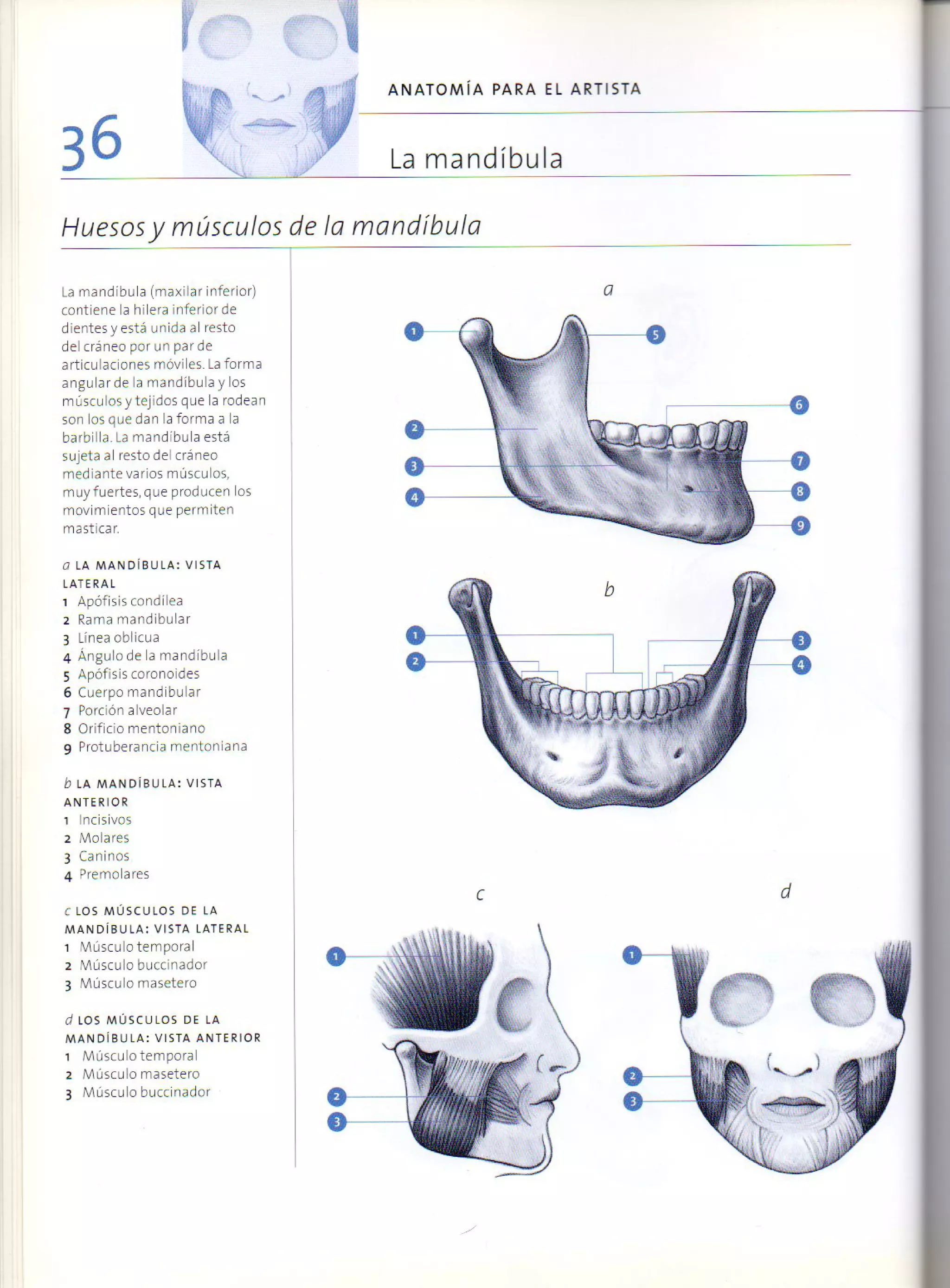 (Daniel carter) anatomia para el artista