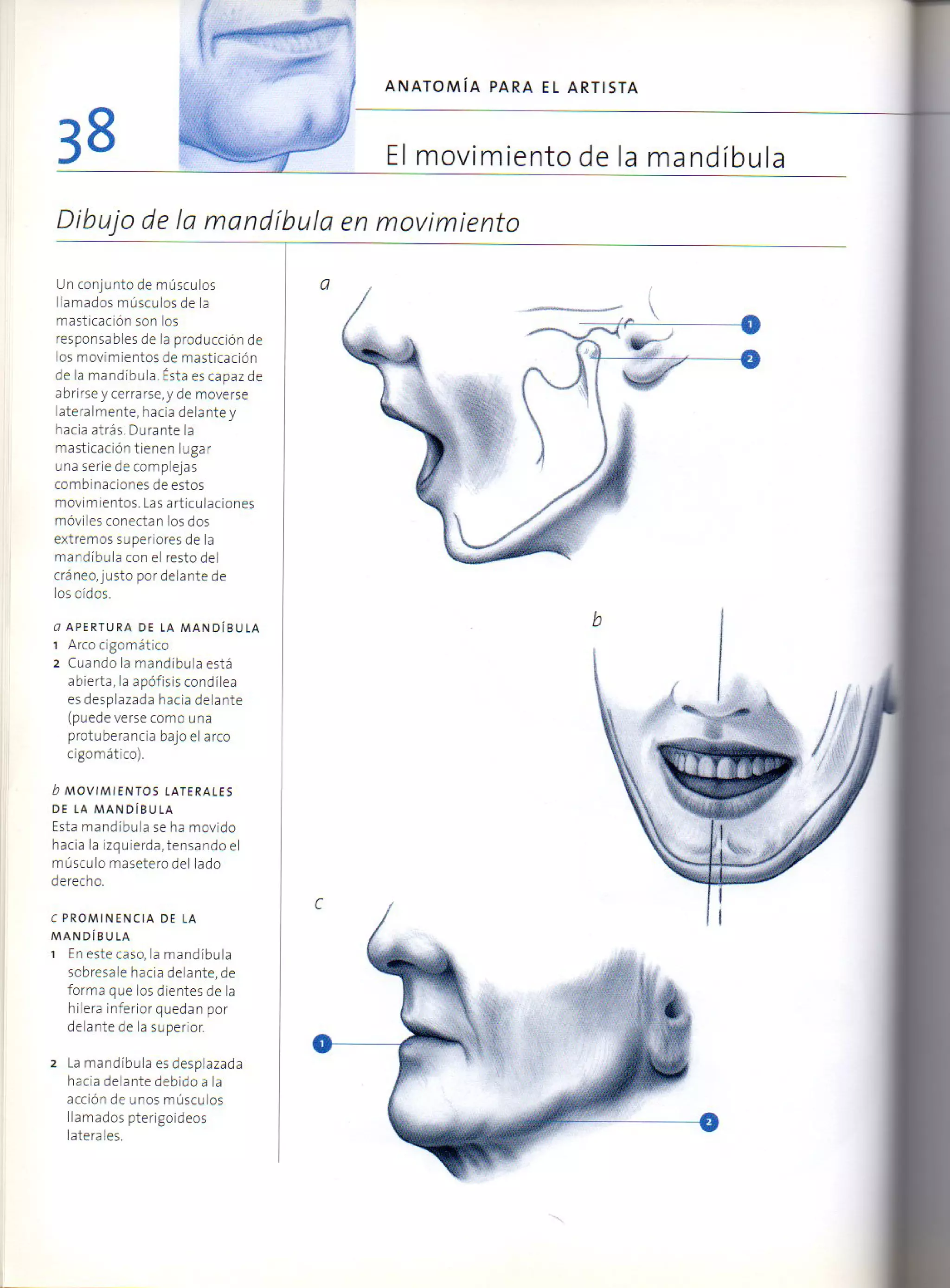 (Daniel carter) anatomia para el artista