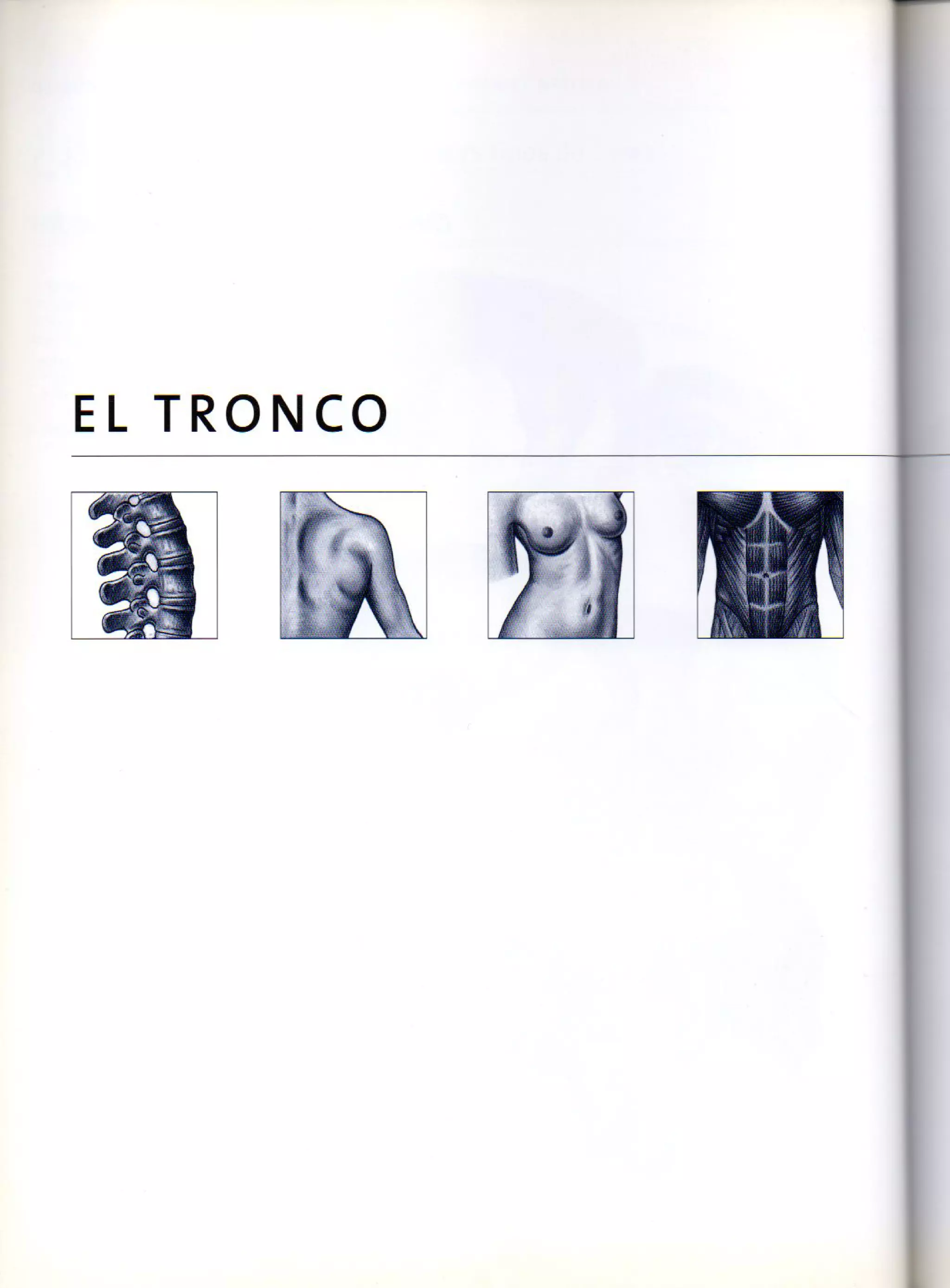 (Daniel carter) anatomia para el artista