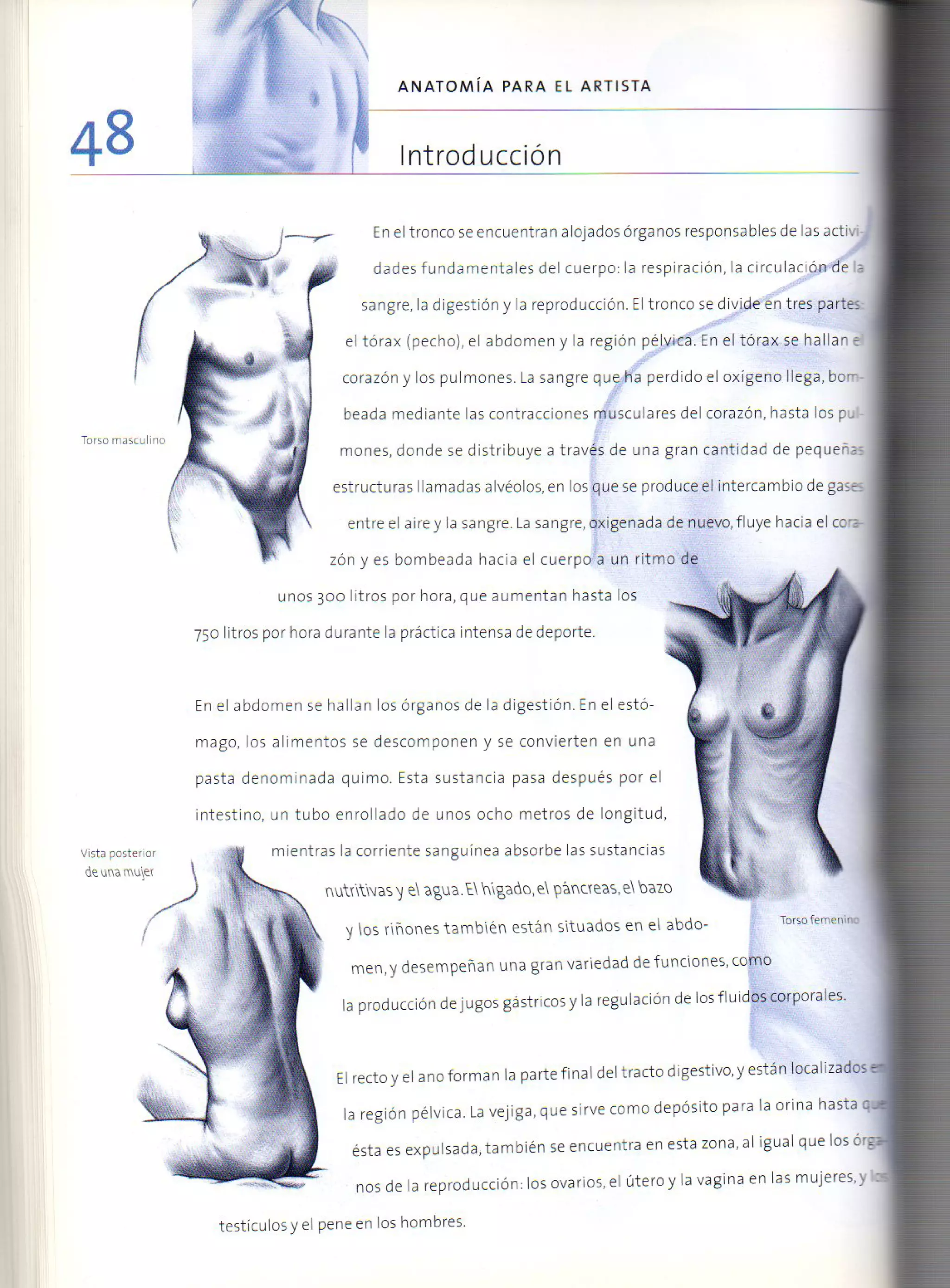 (Daniel carter) anatomia para el artista