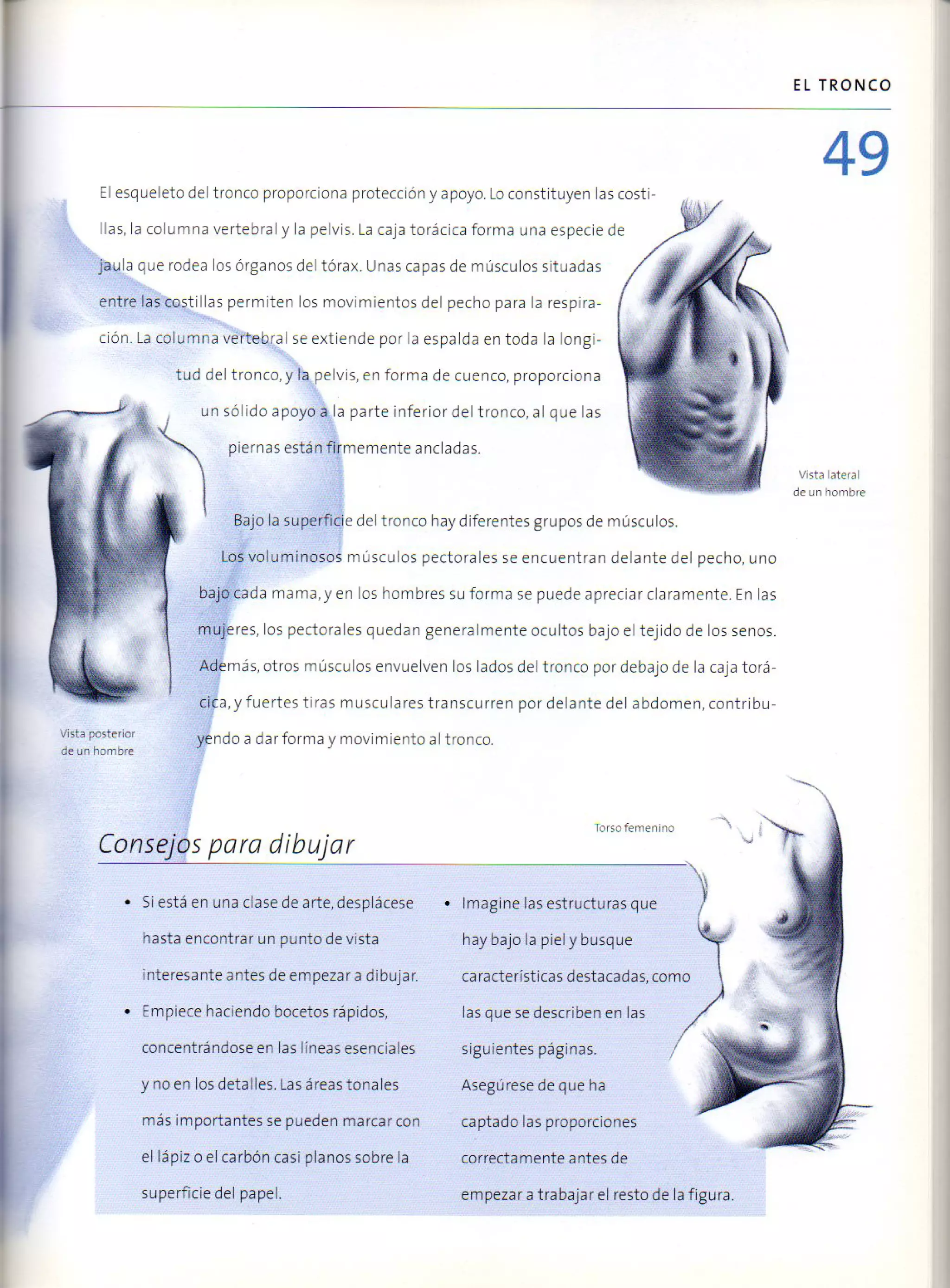 (Daniel carter) anatomia para el artista