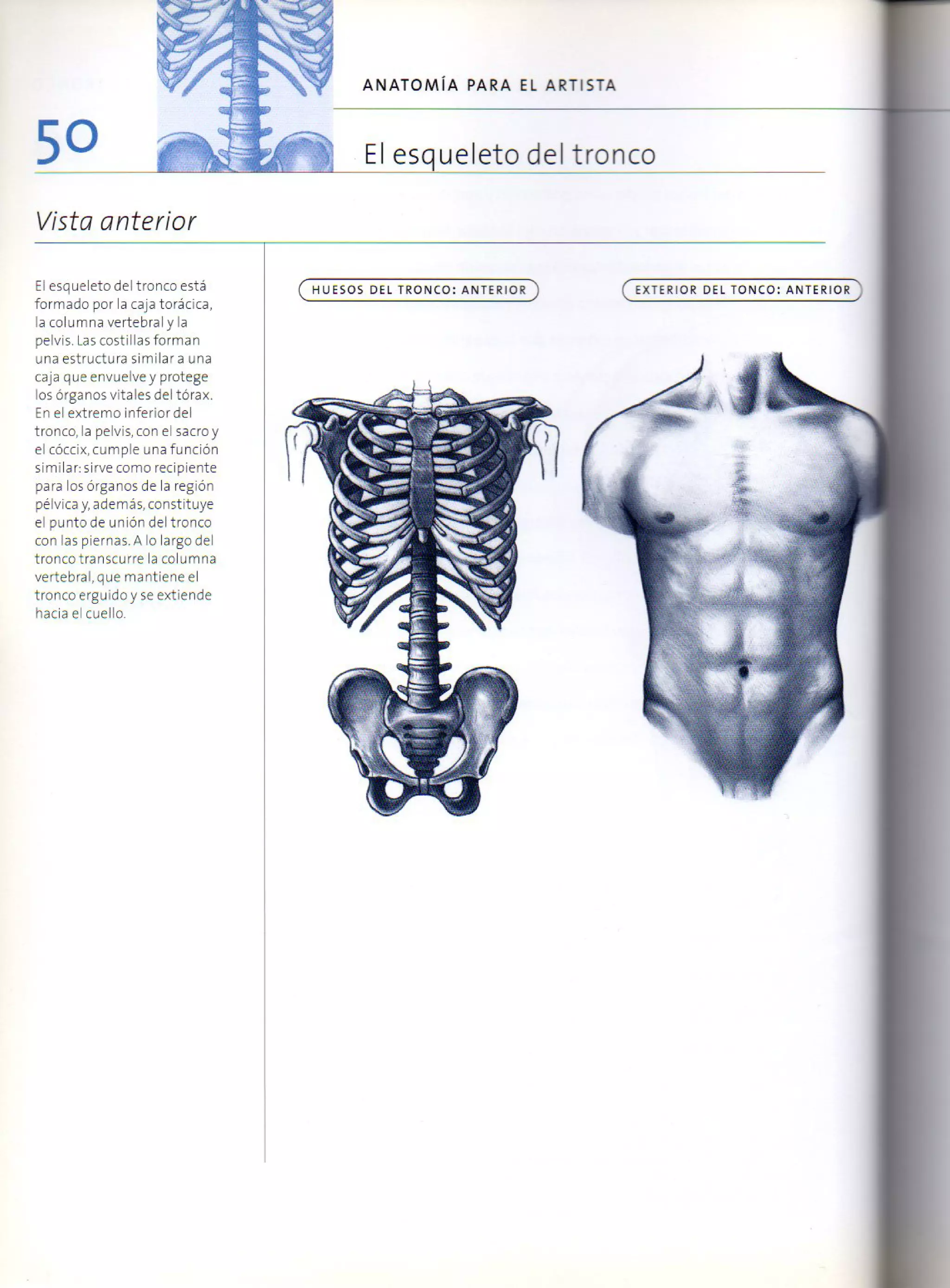 (Daniel carter) anatomia para el artista