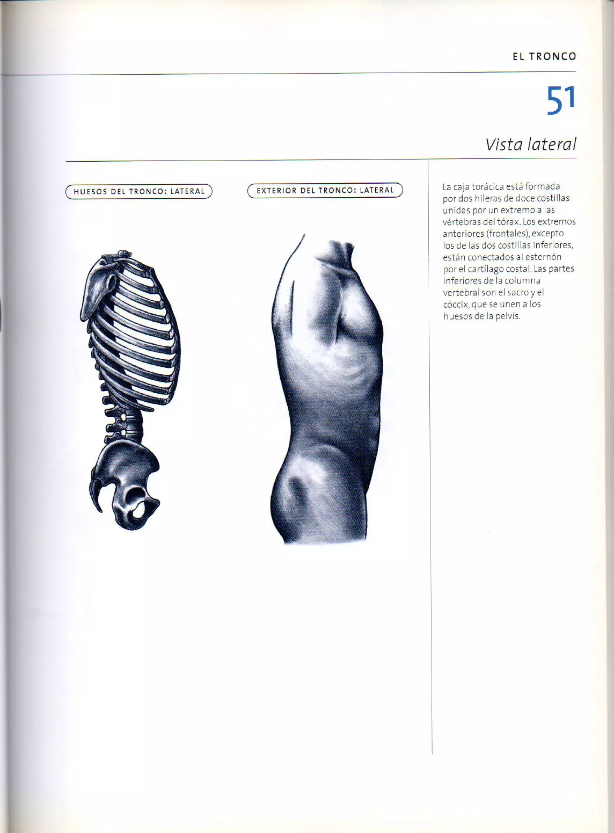 (Daniel carter) anatomia para el artista