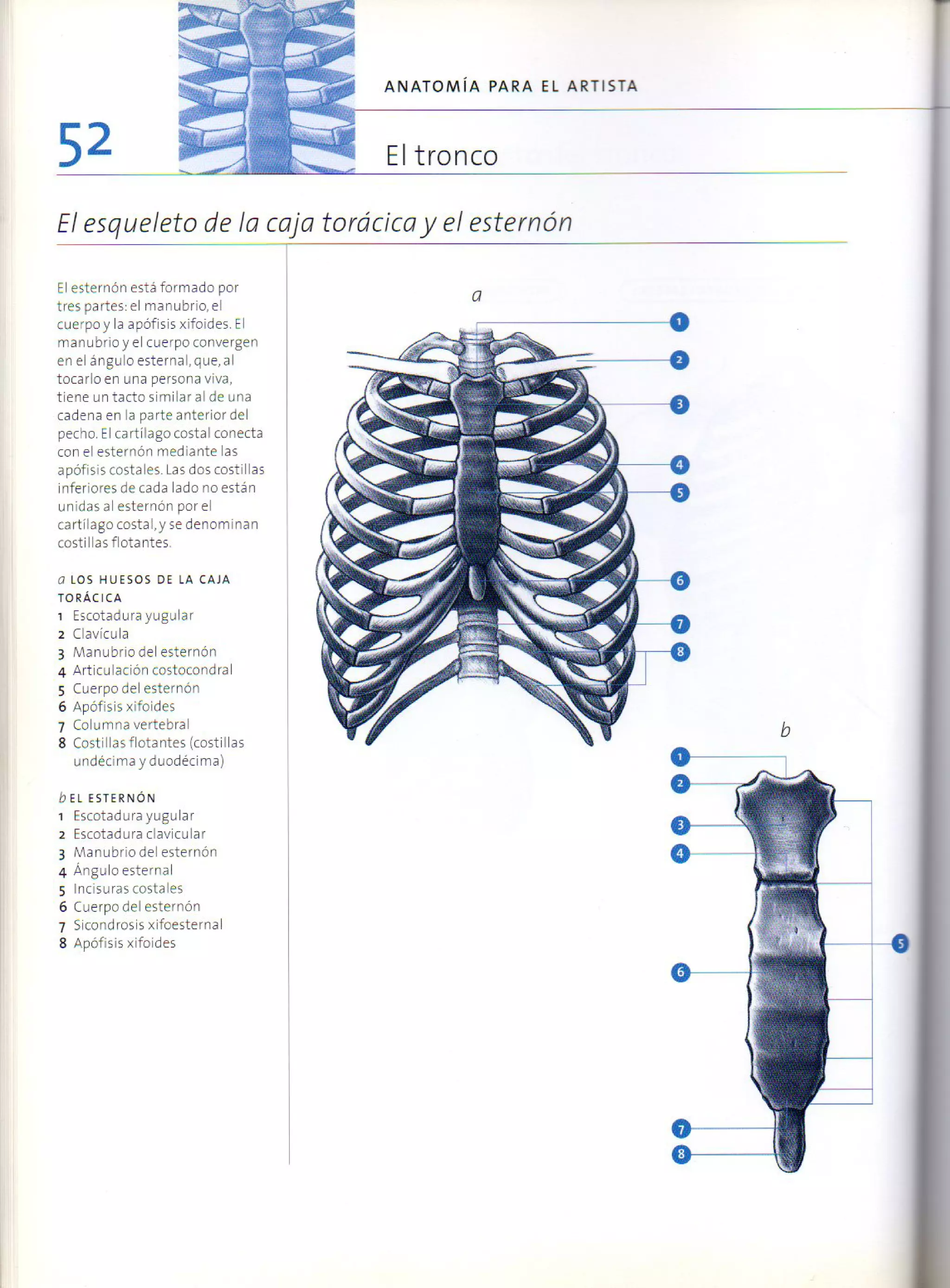 (Daniel carter) anatomia para el artista