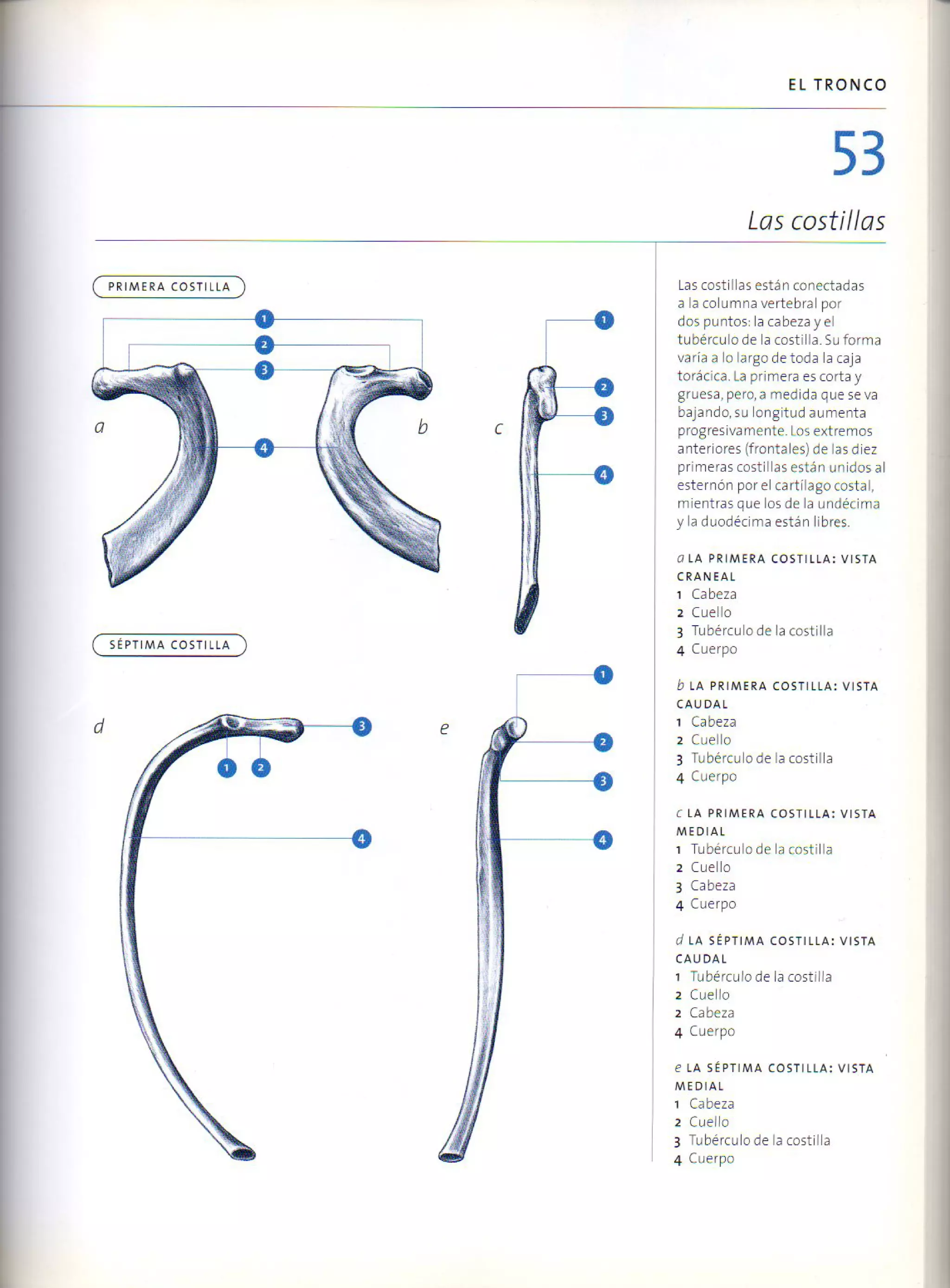 (Daniel carter) anatomia para el artista