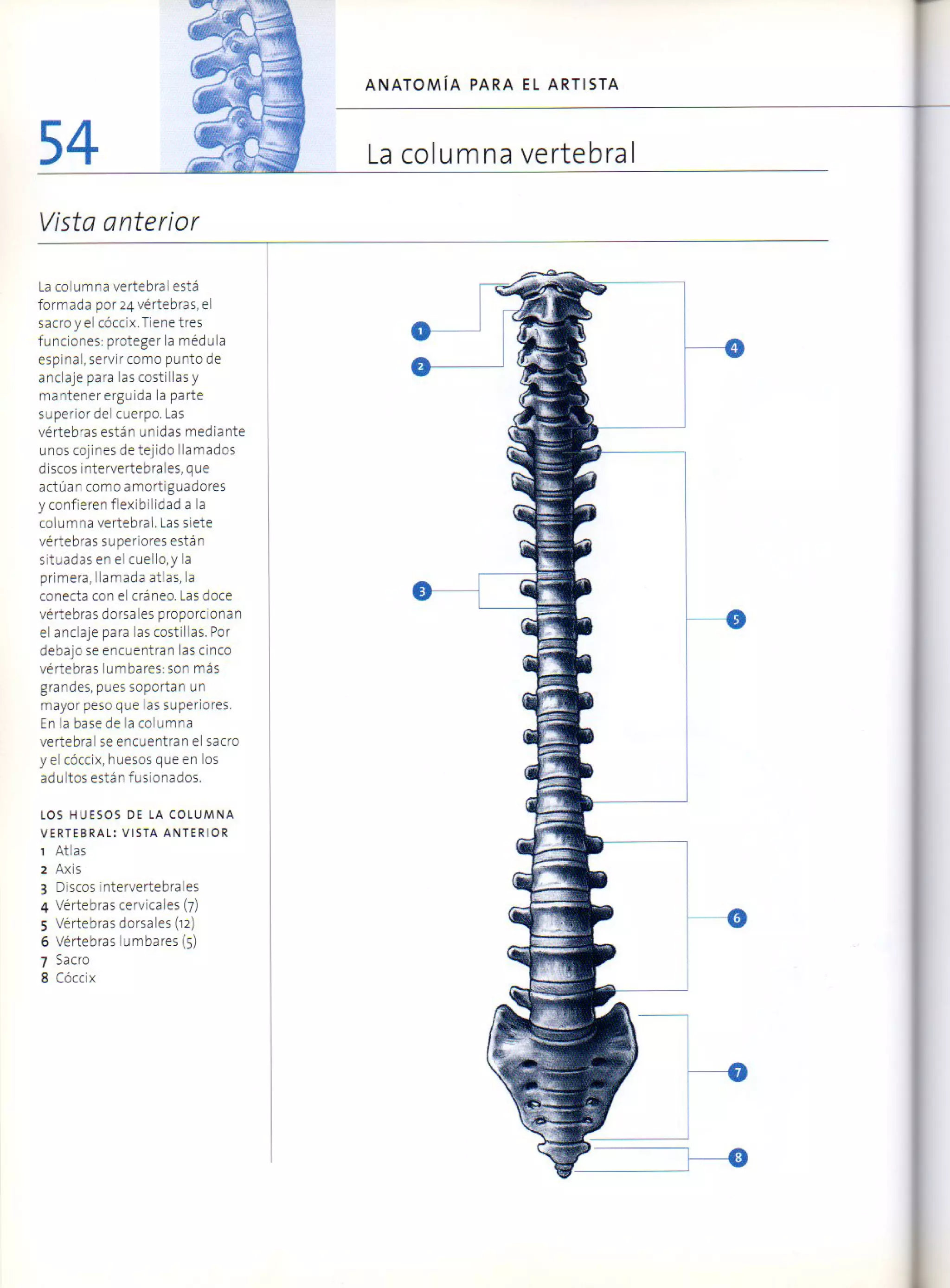 (Daniel carter) anatomia para el artista