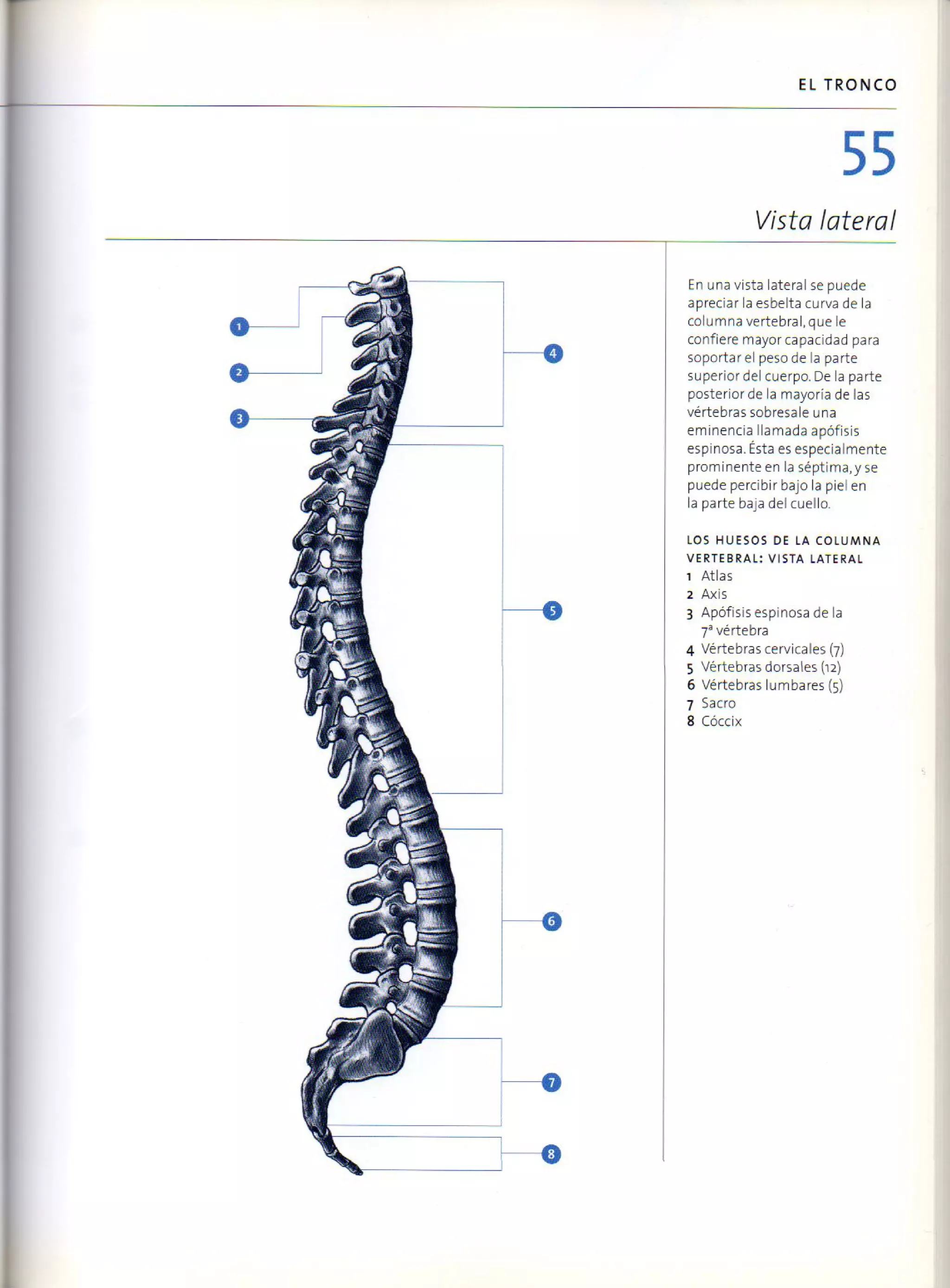 (Daniel carter) anatomia para el artista