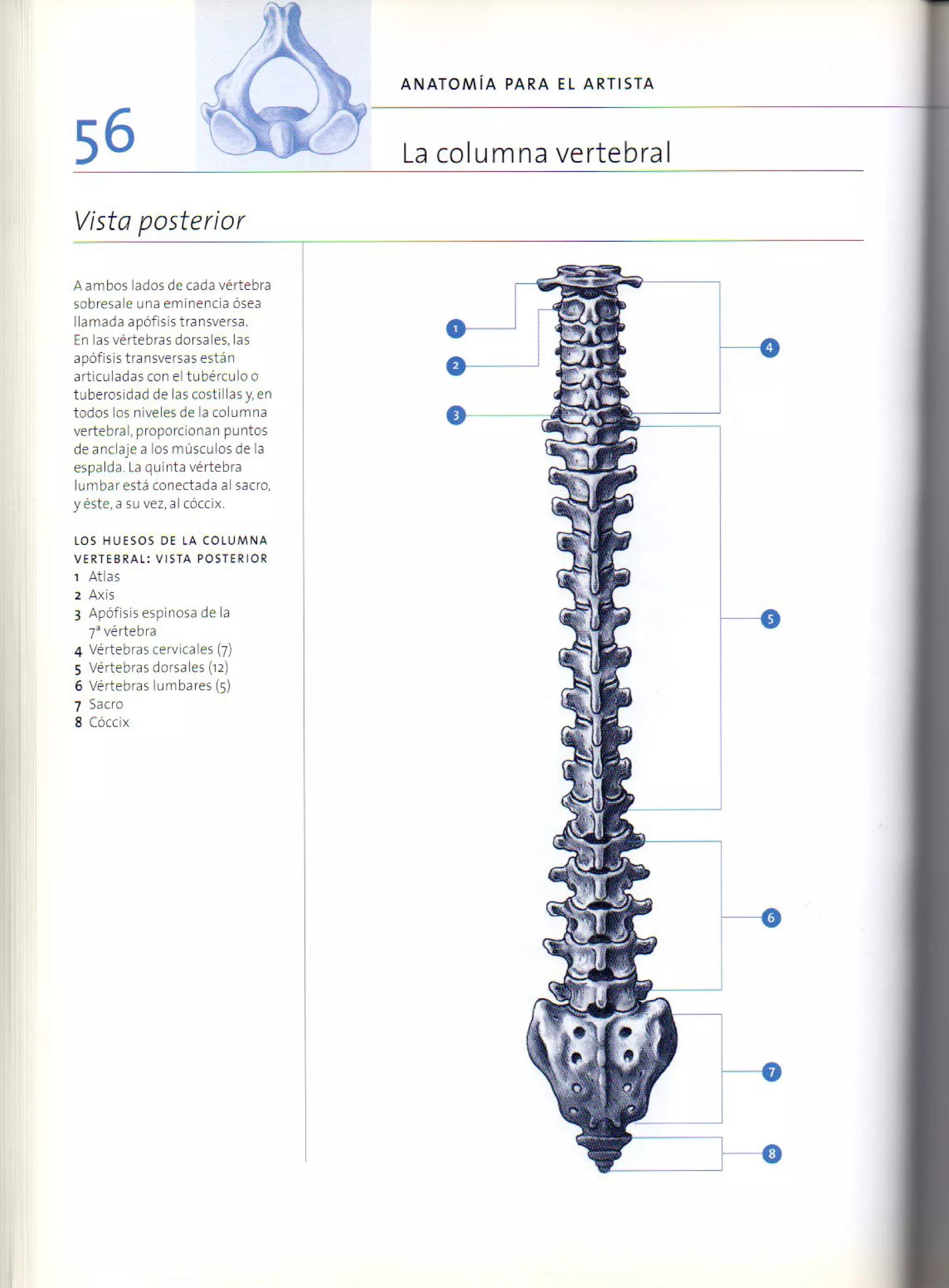 (Daniel carter) anatomia para el artista