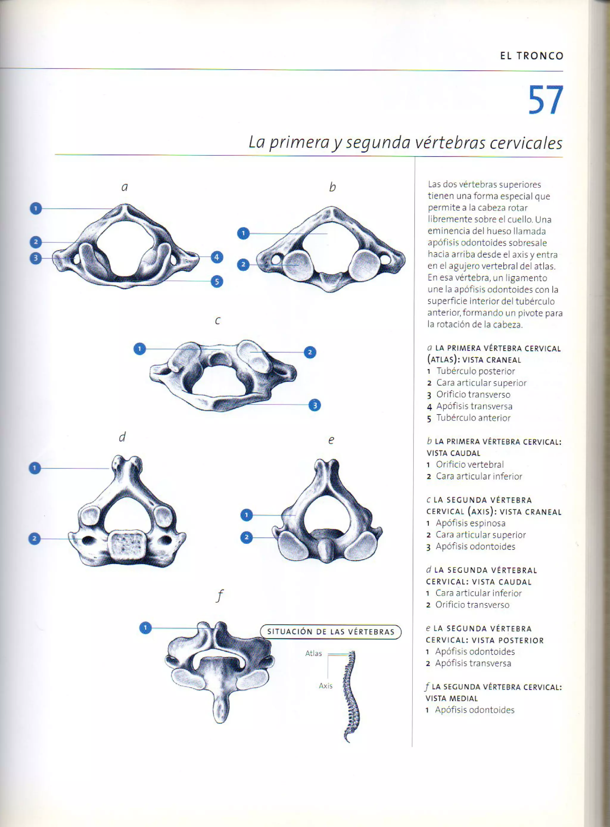 (Daniel carter) anatomia para el artista