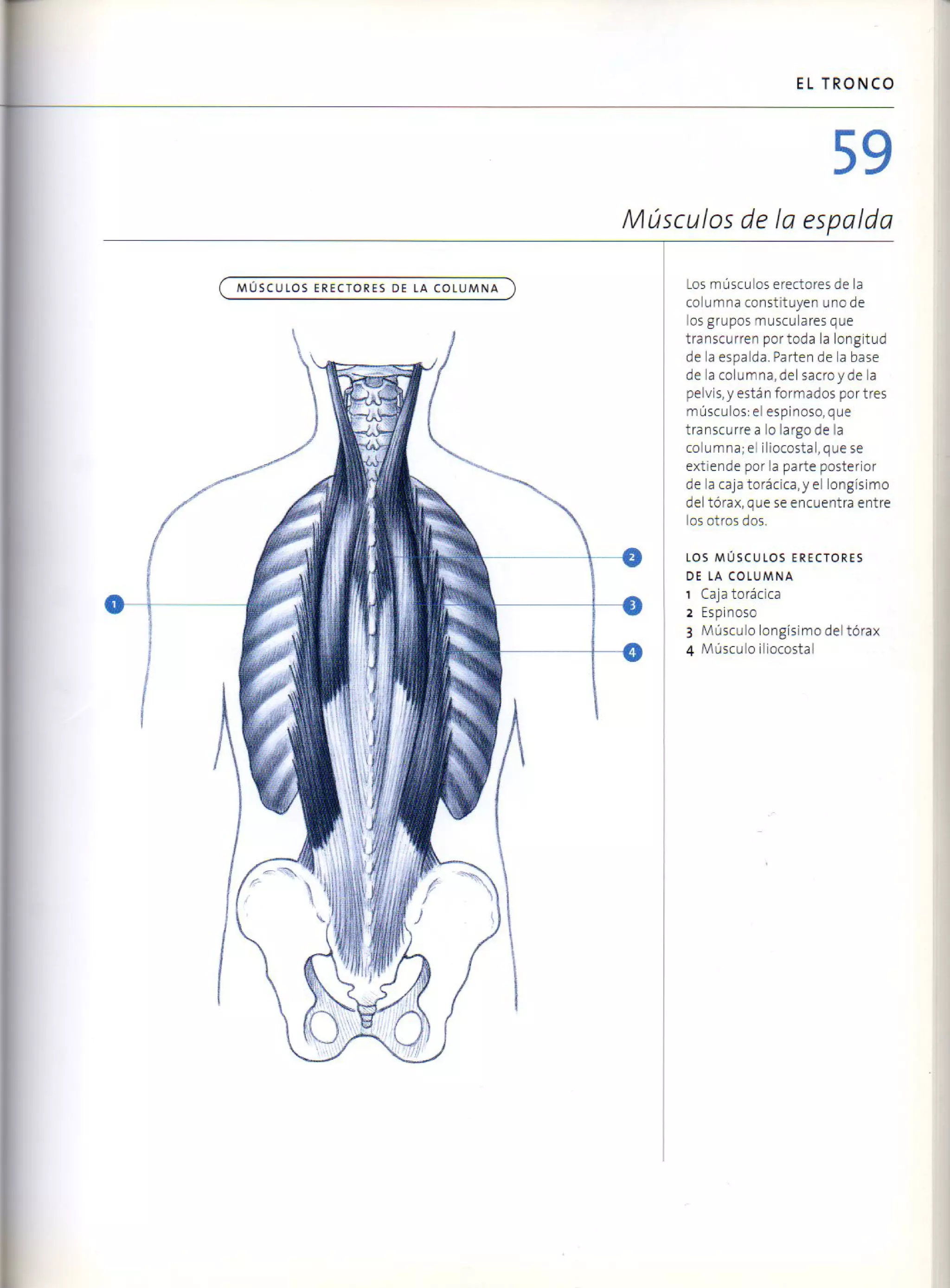 (Daniel carter) anatomia para el artista