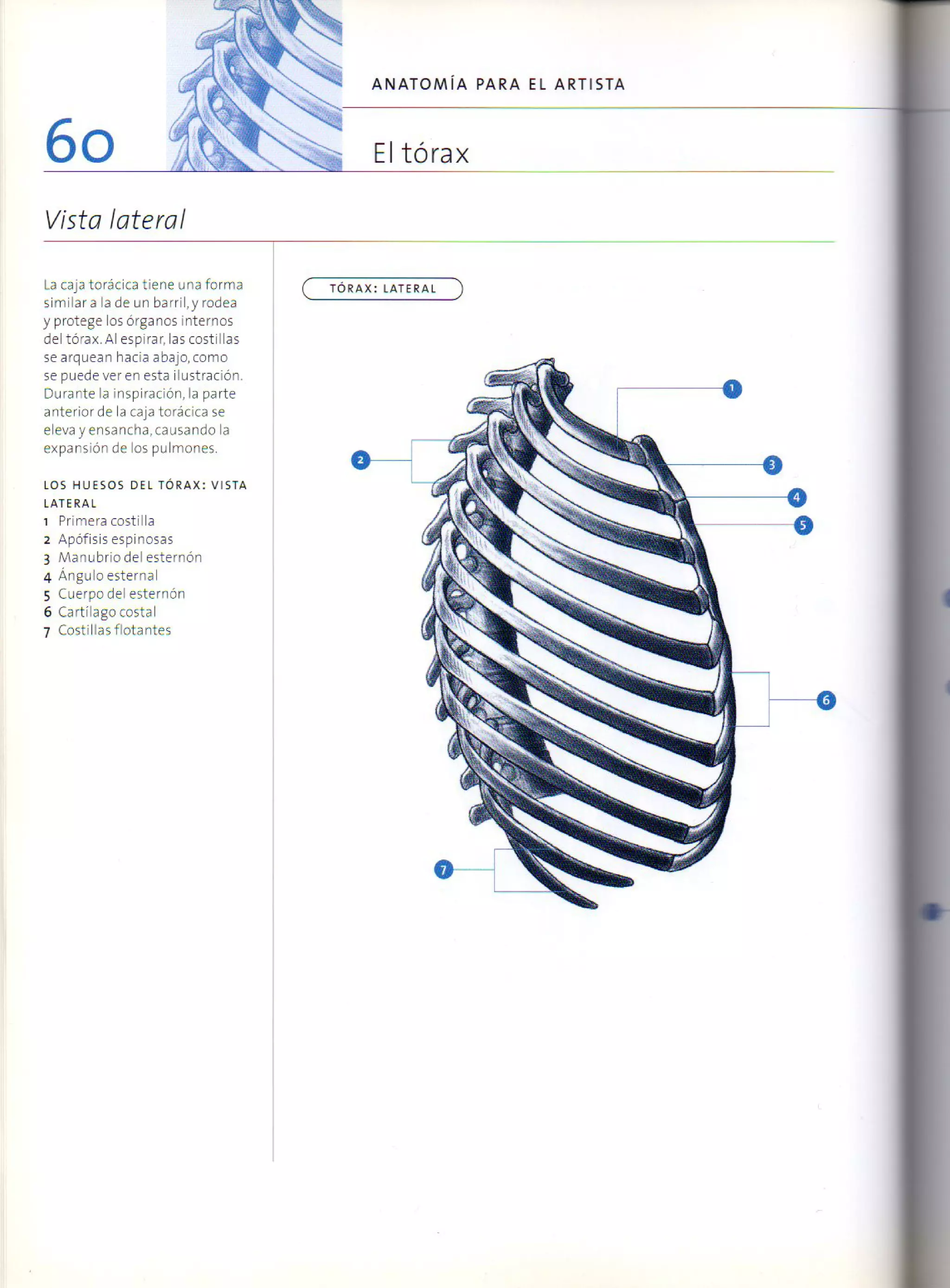 (Daniel carter) anatomia para el artista