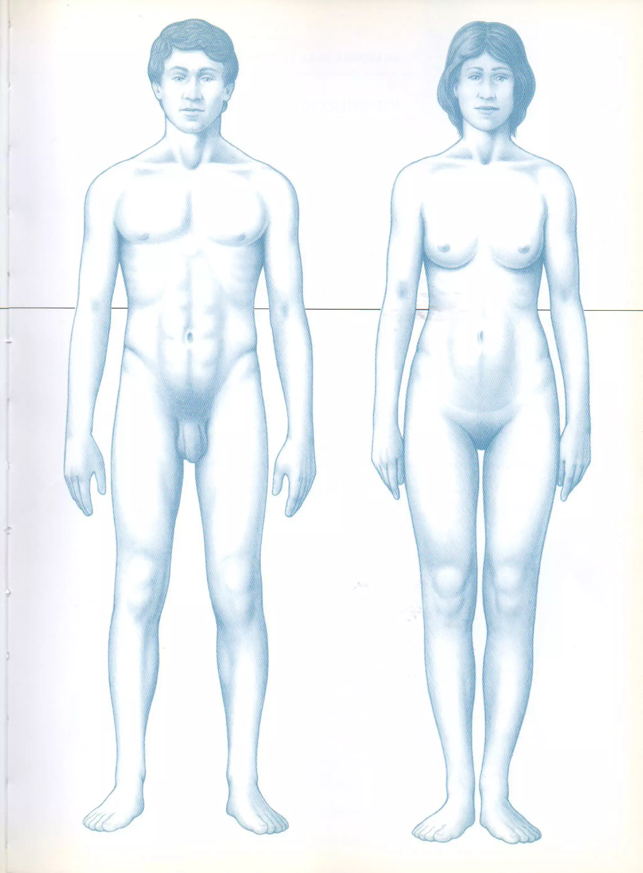 (Daniel carter) anatomia para el artista