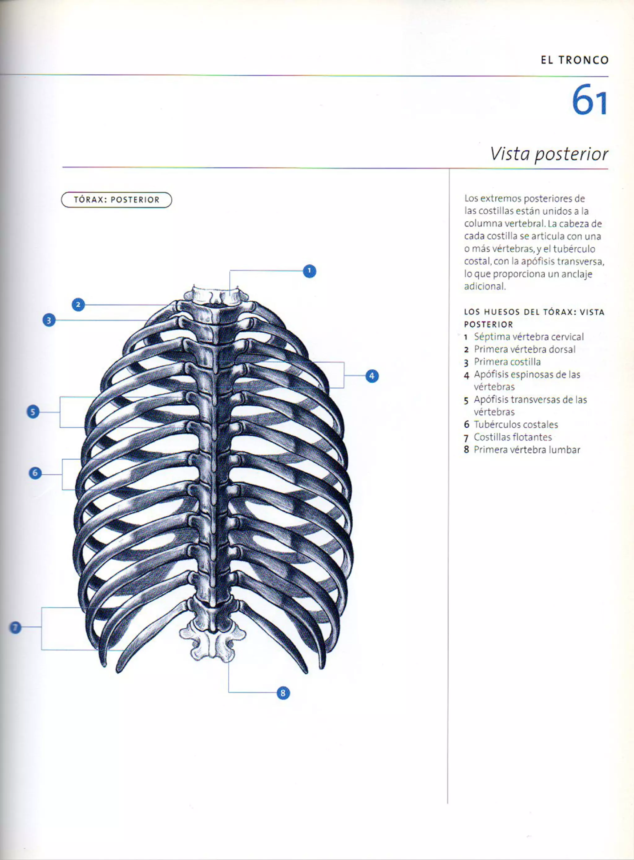 (Daniel carter) anatomia para el artista