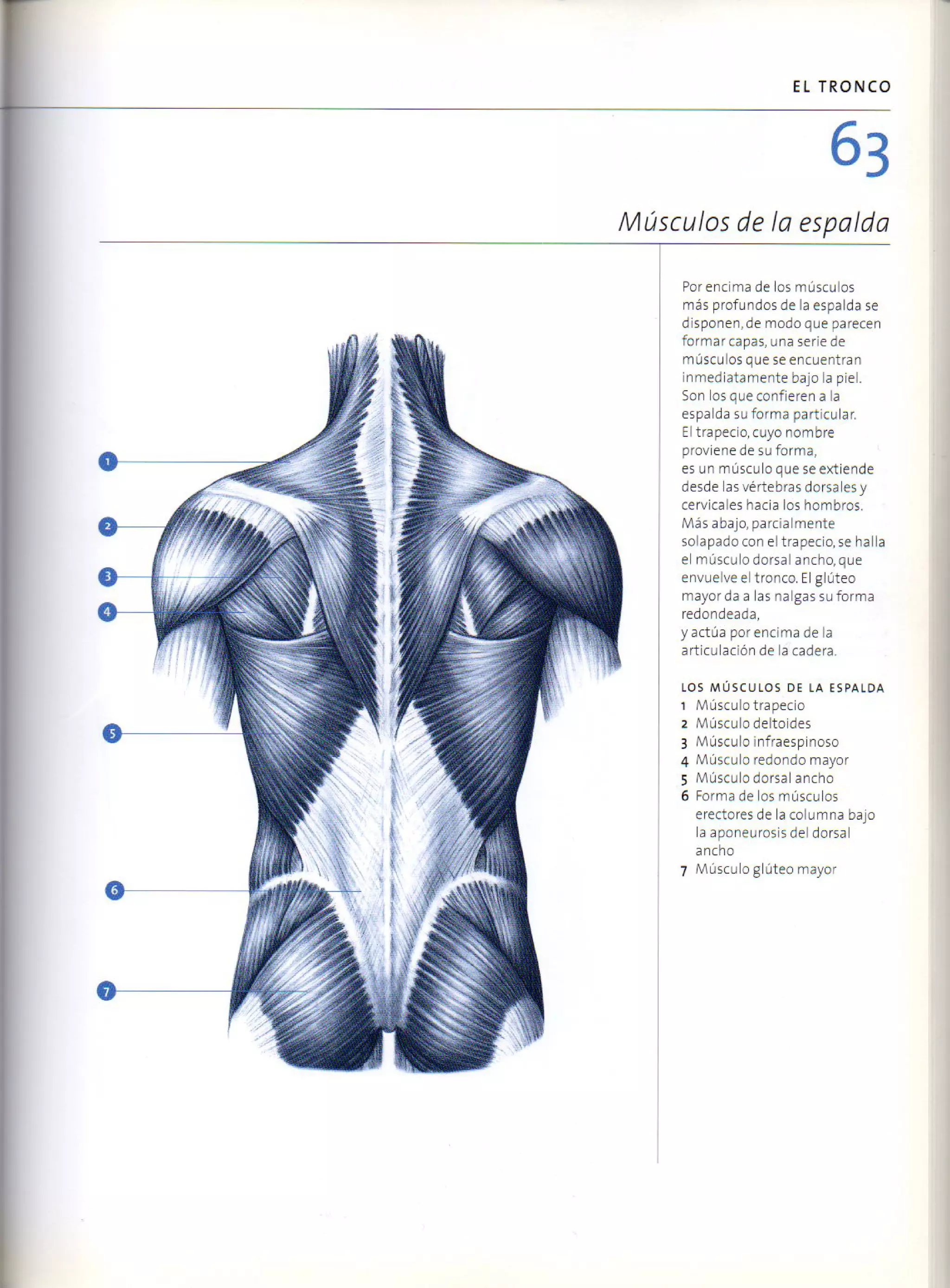 (Daniel carter) anatomia para el artista