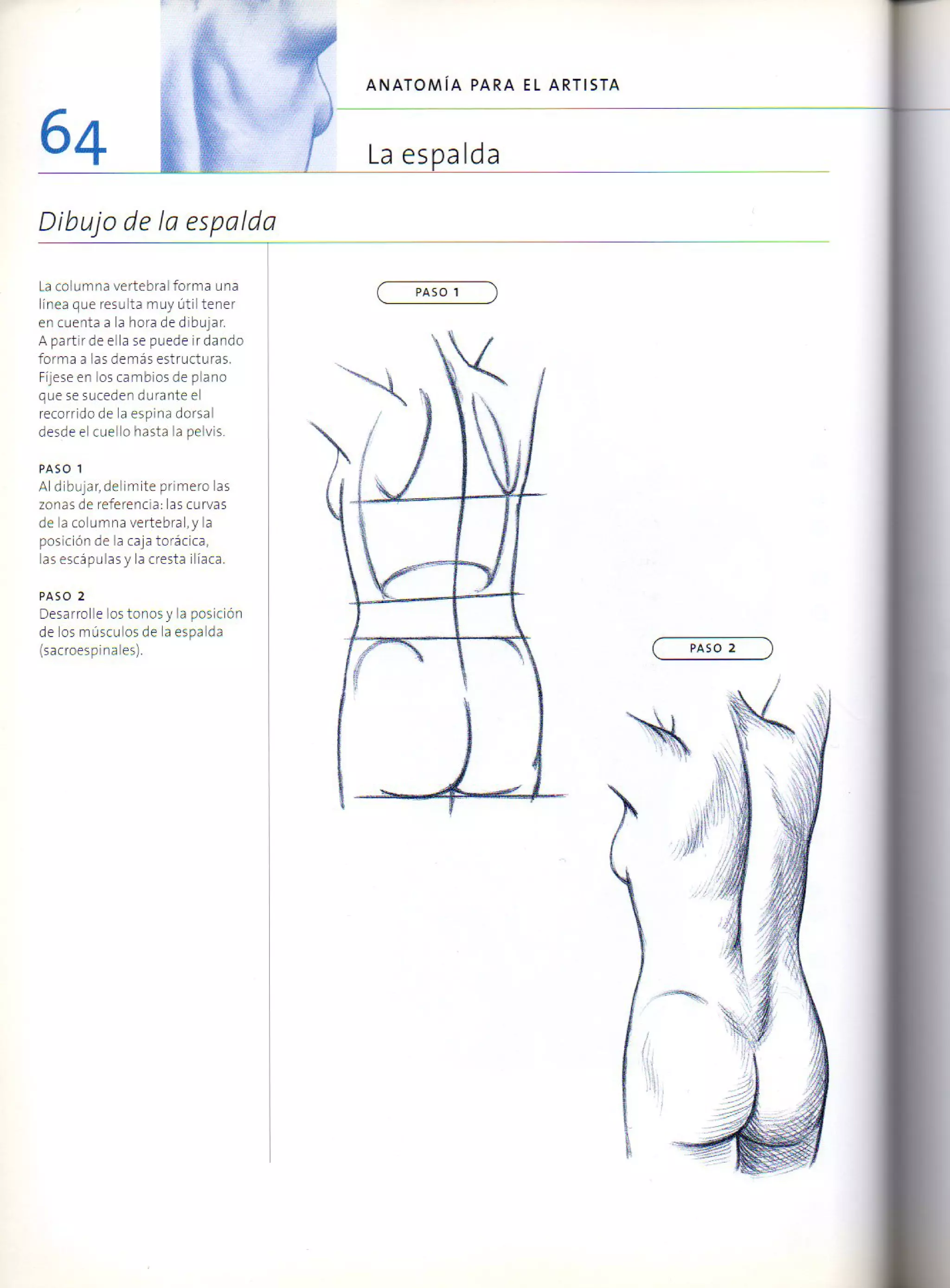 (Daniel carter) anatomia para el artista