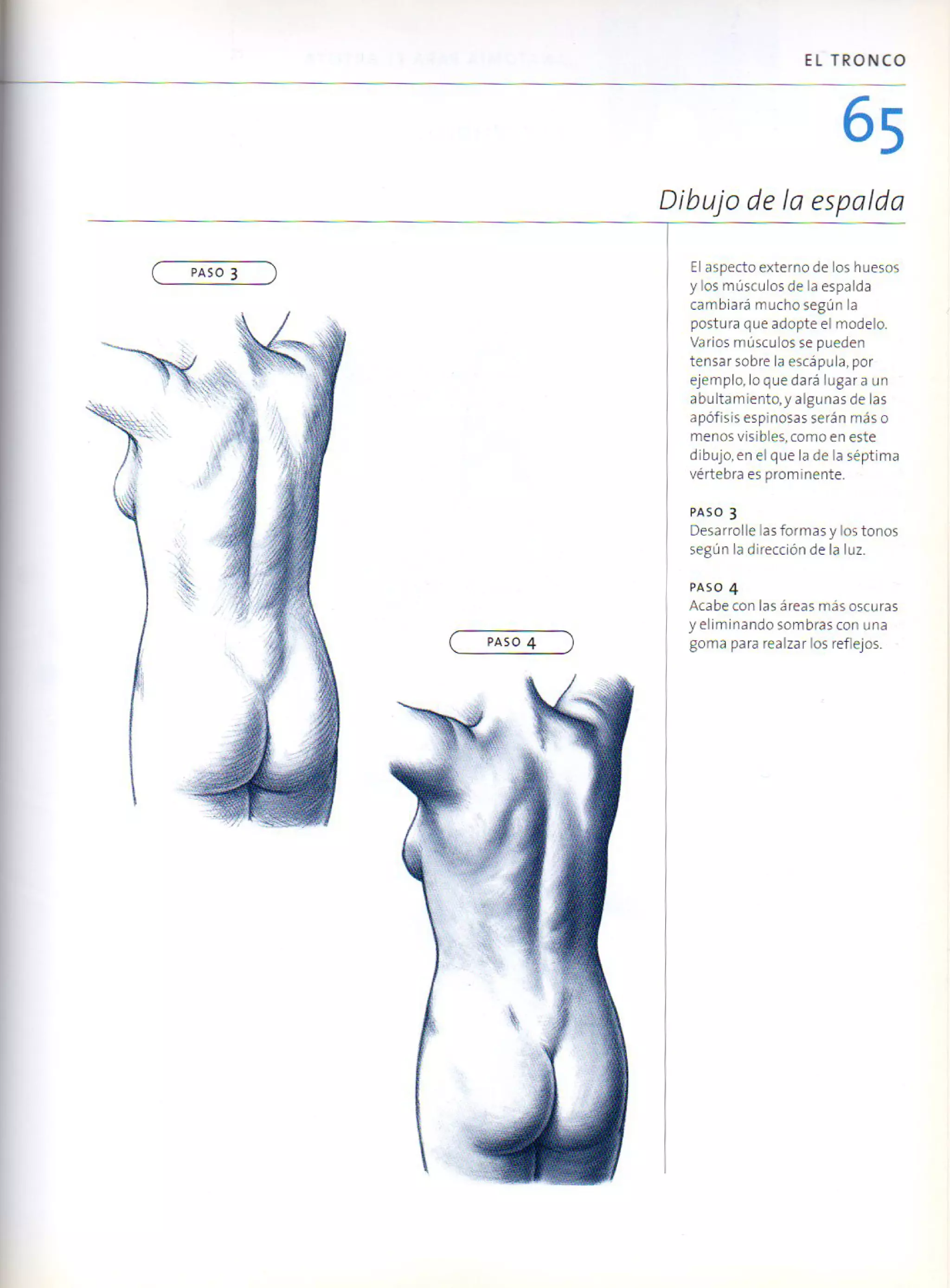 (Daniel carter) anatomia para el artista