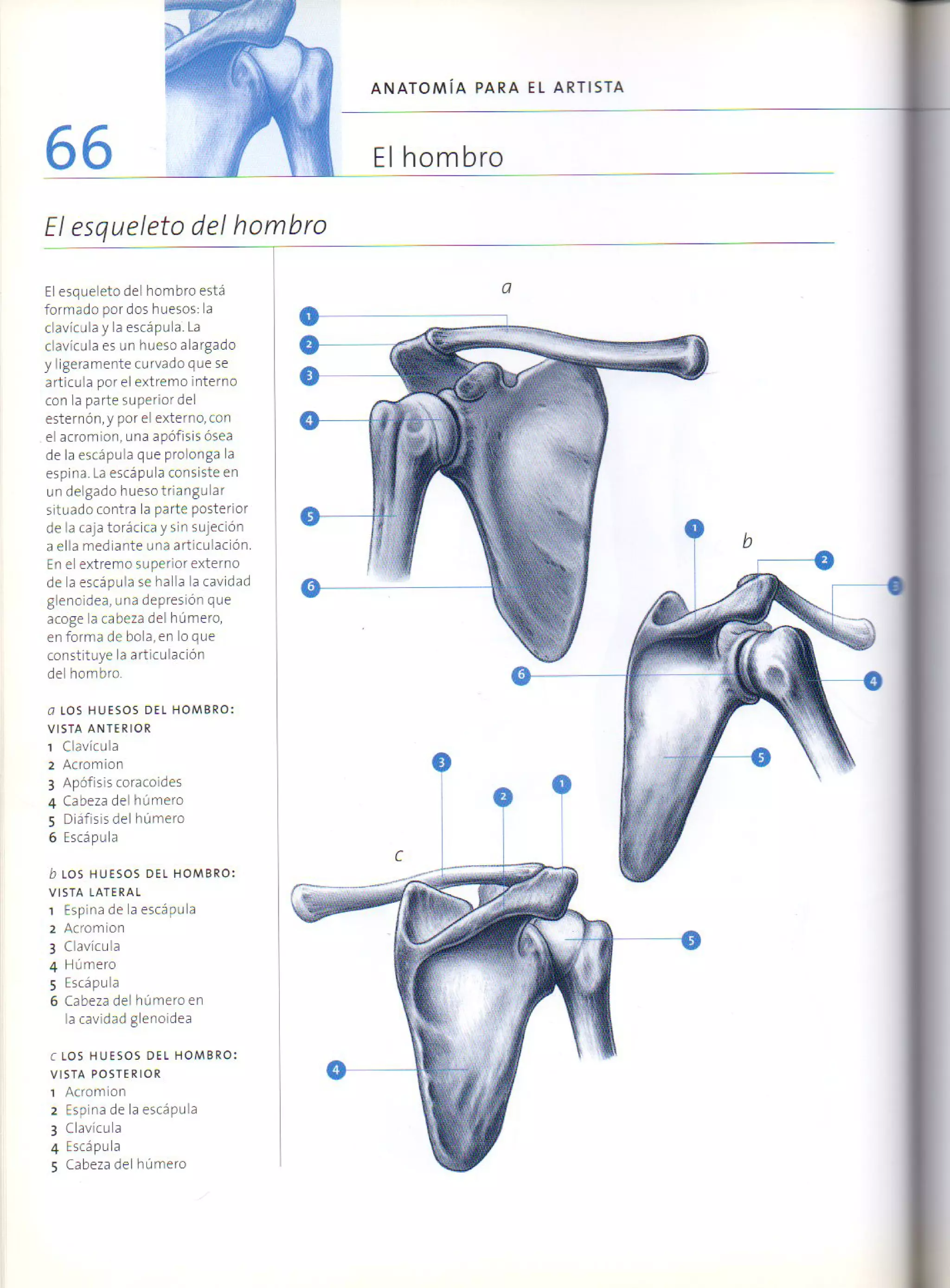 (Daniel carter) anatomia para el artista