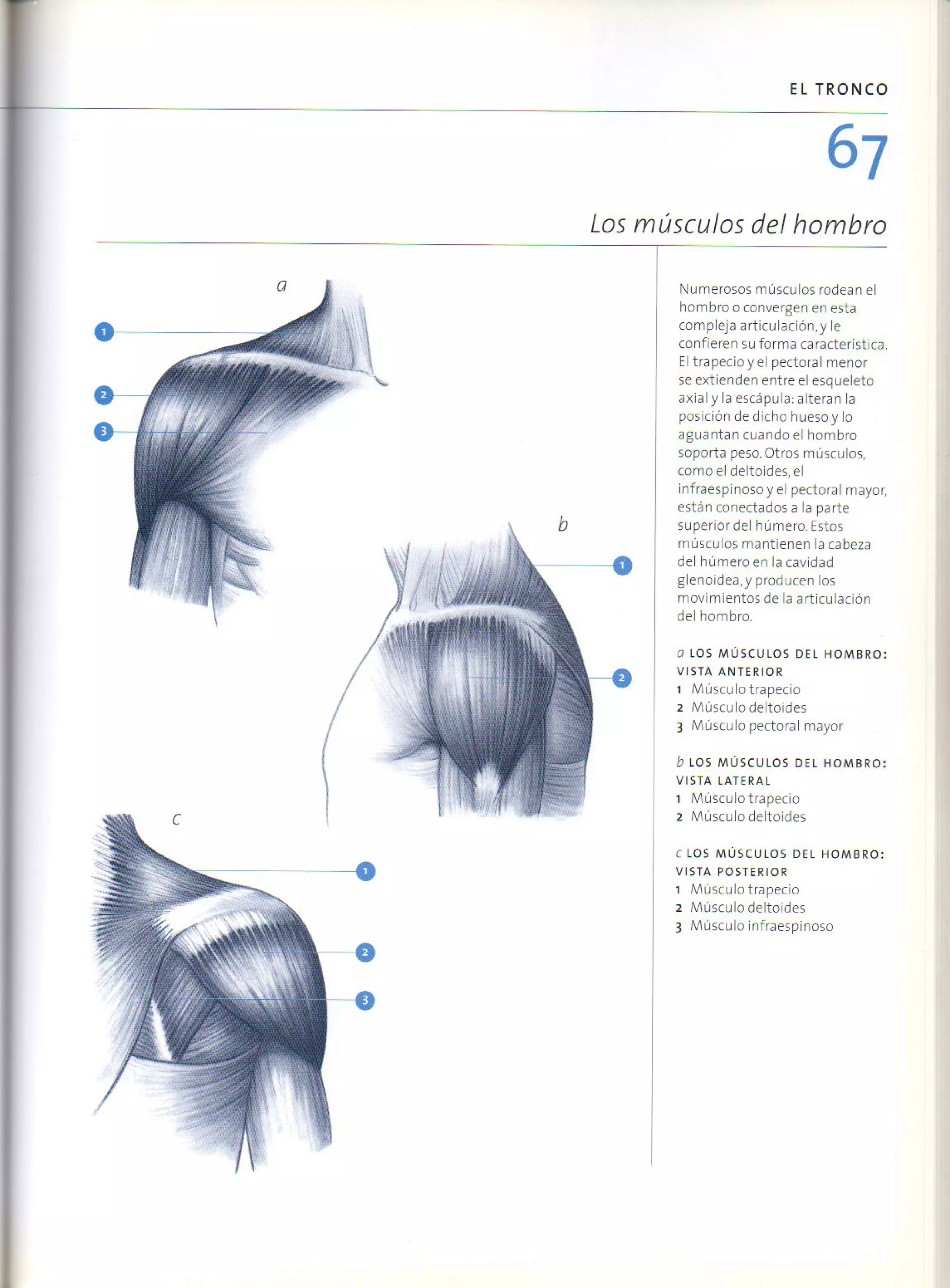 (Daniel carter) anatomia para el artista