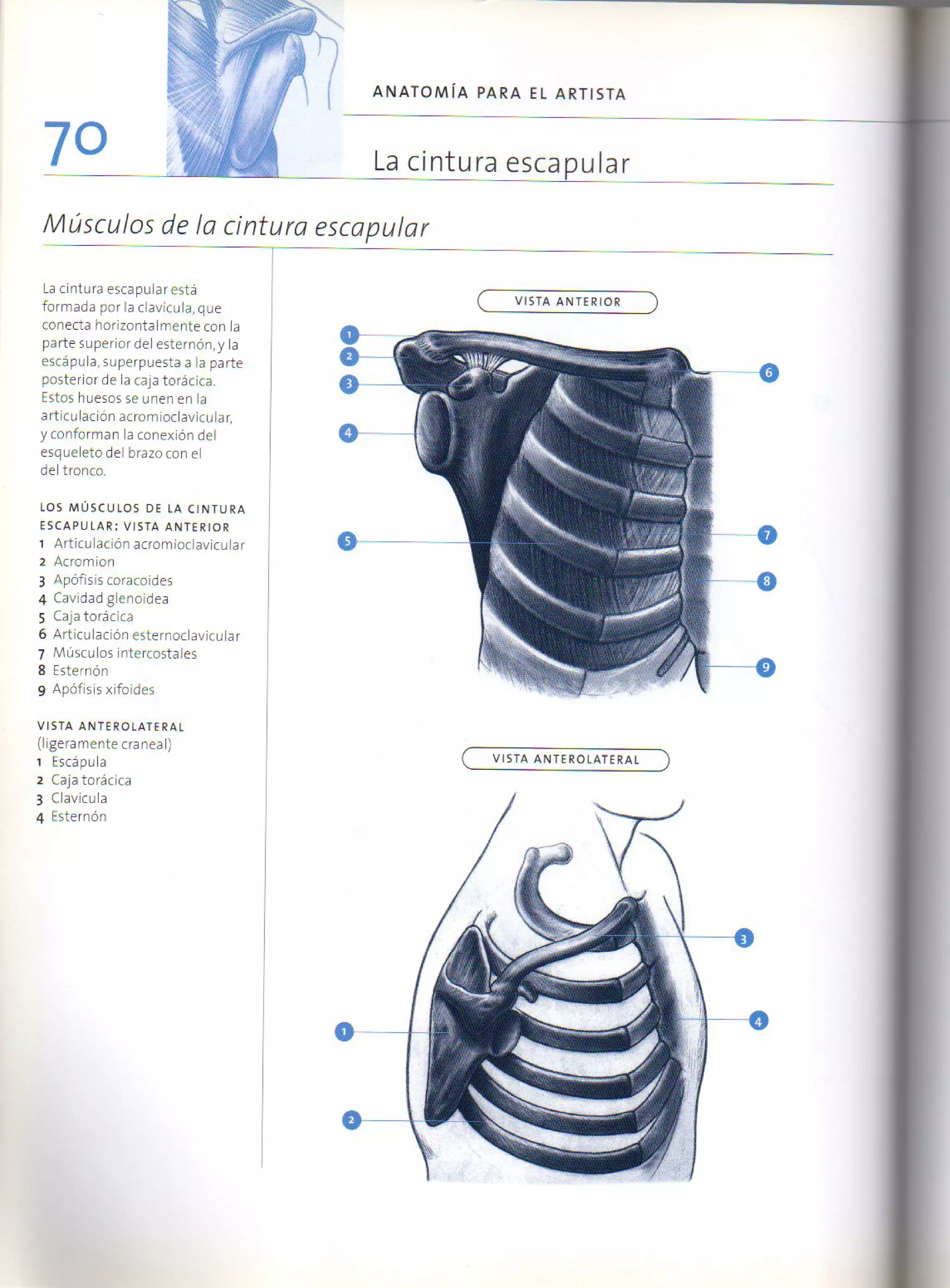 (Daniel carter) anatomia para el artista