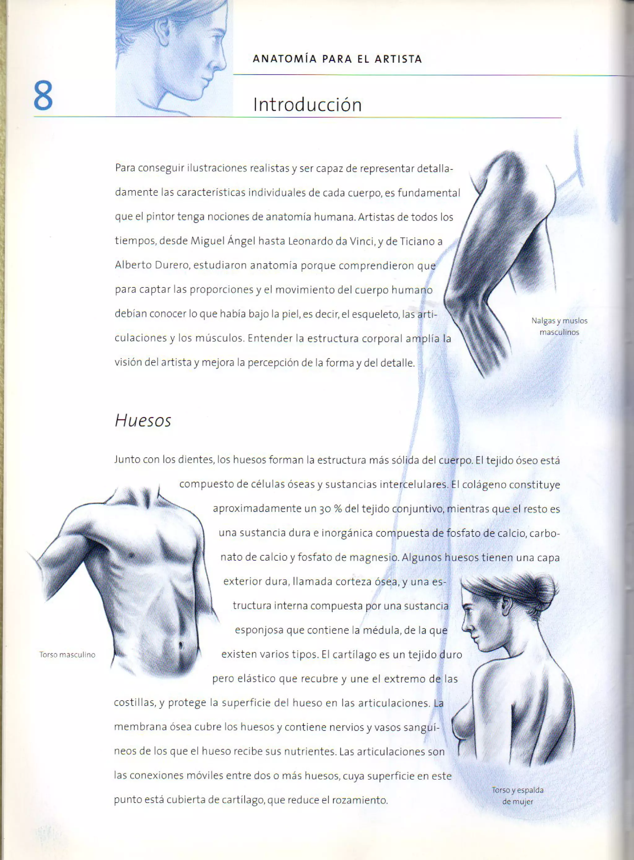 (Daniel carter) anatomia para el artista