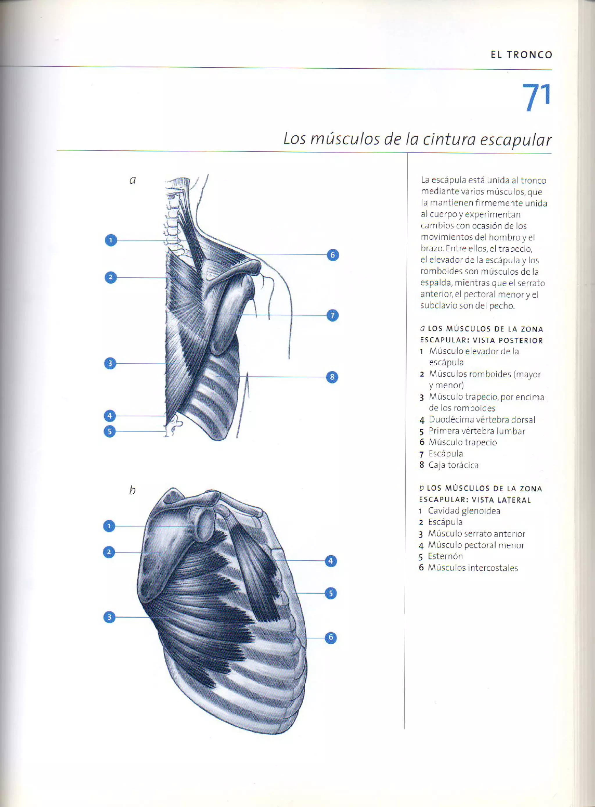(Daniel carter) anatomia para el artista