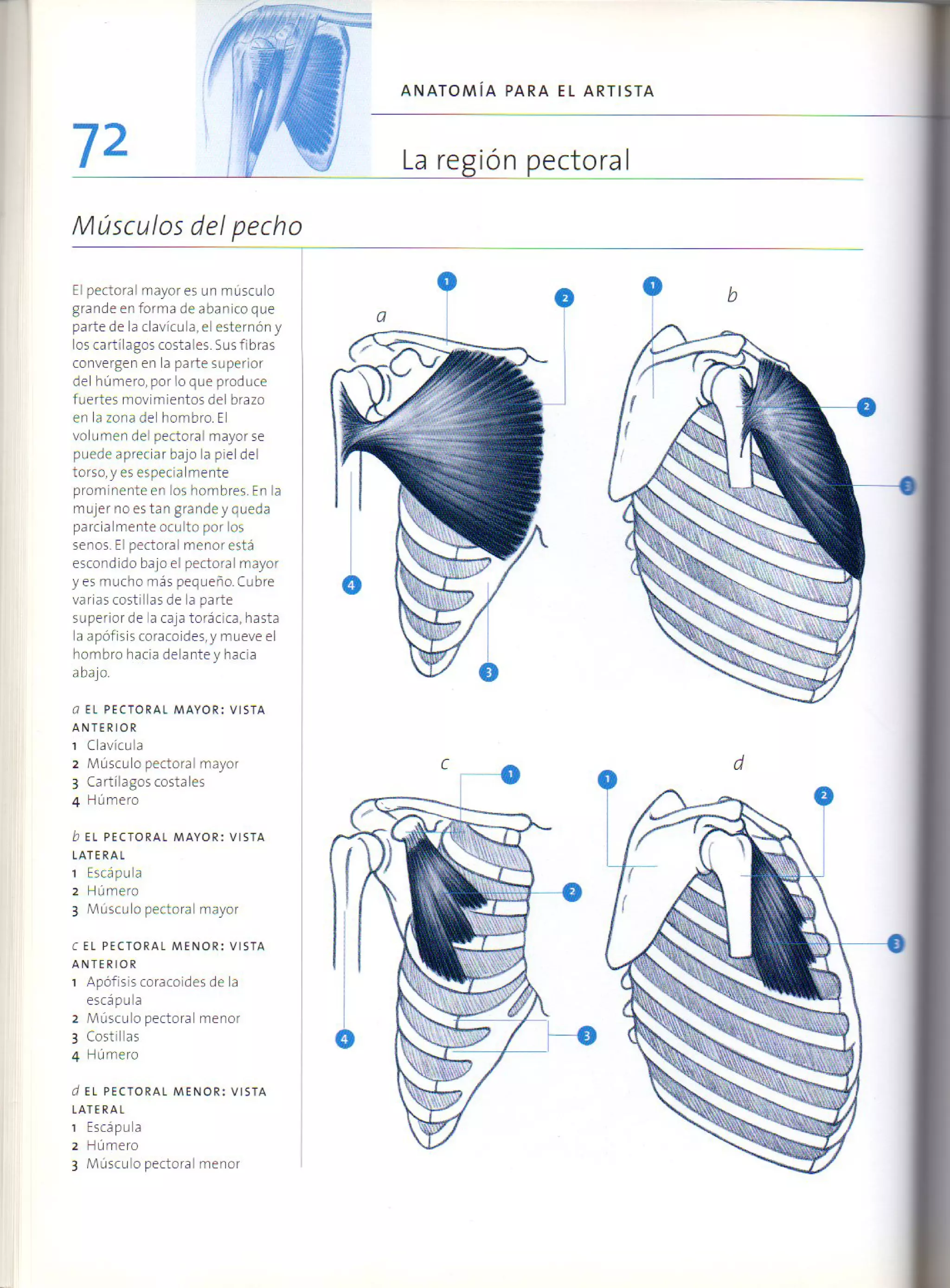 (Daniel carter) anatomia para el artista
