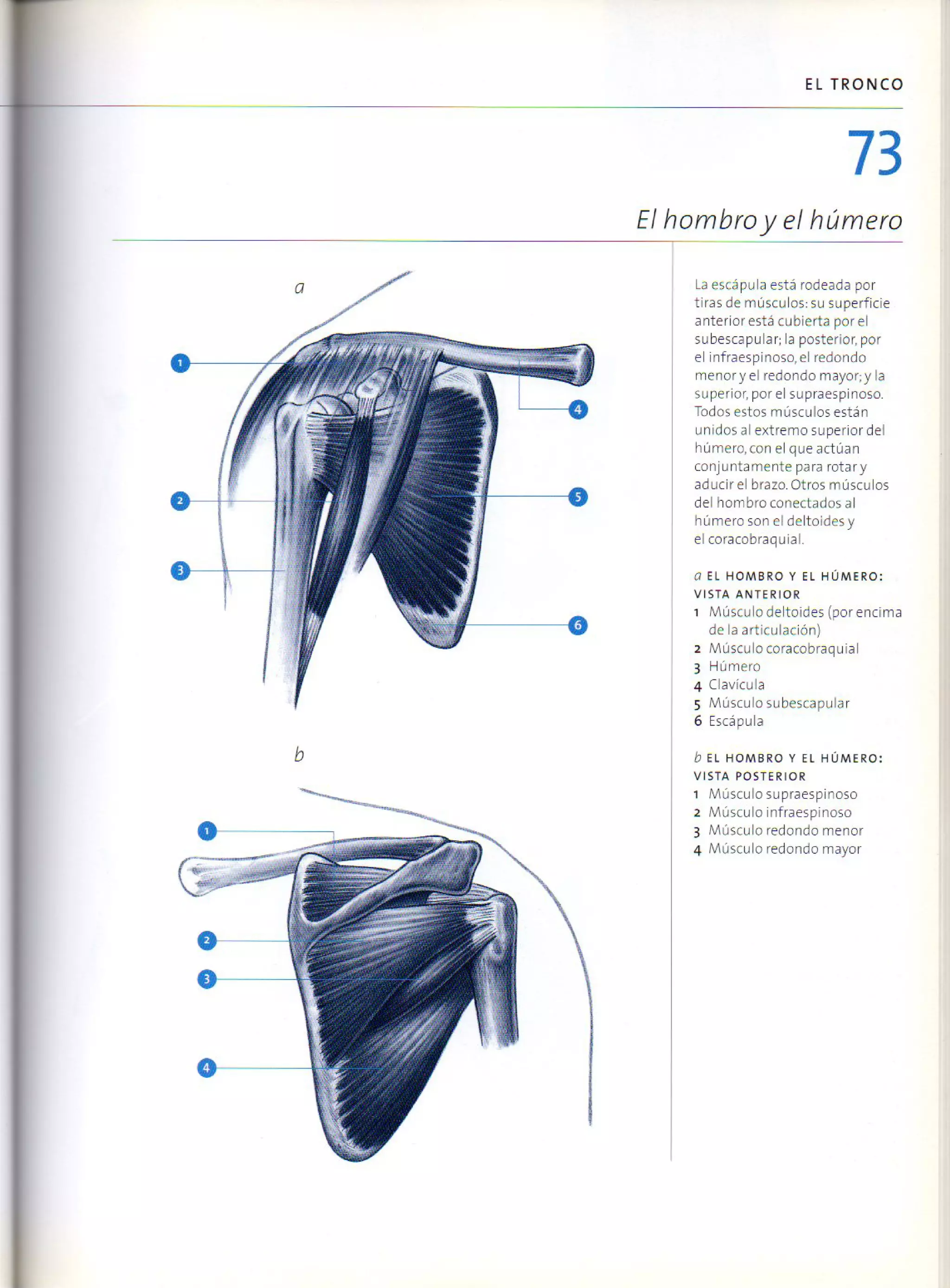 (Daniel carter) anatomia para el artista