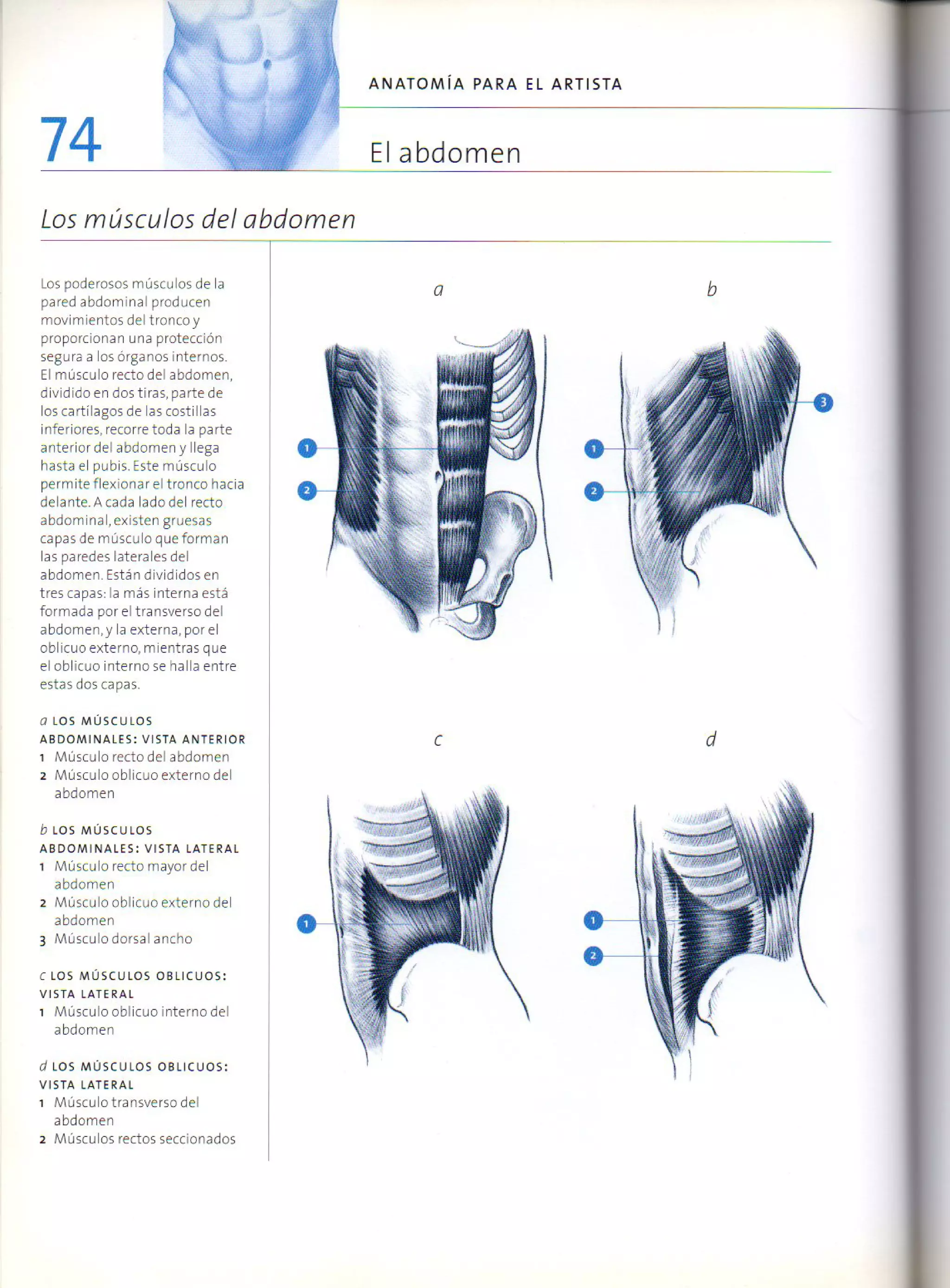 (Daniel carter) anatomia para el artista