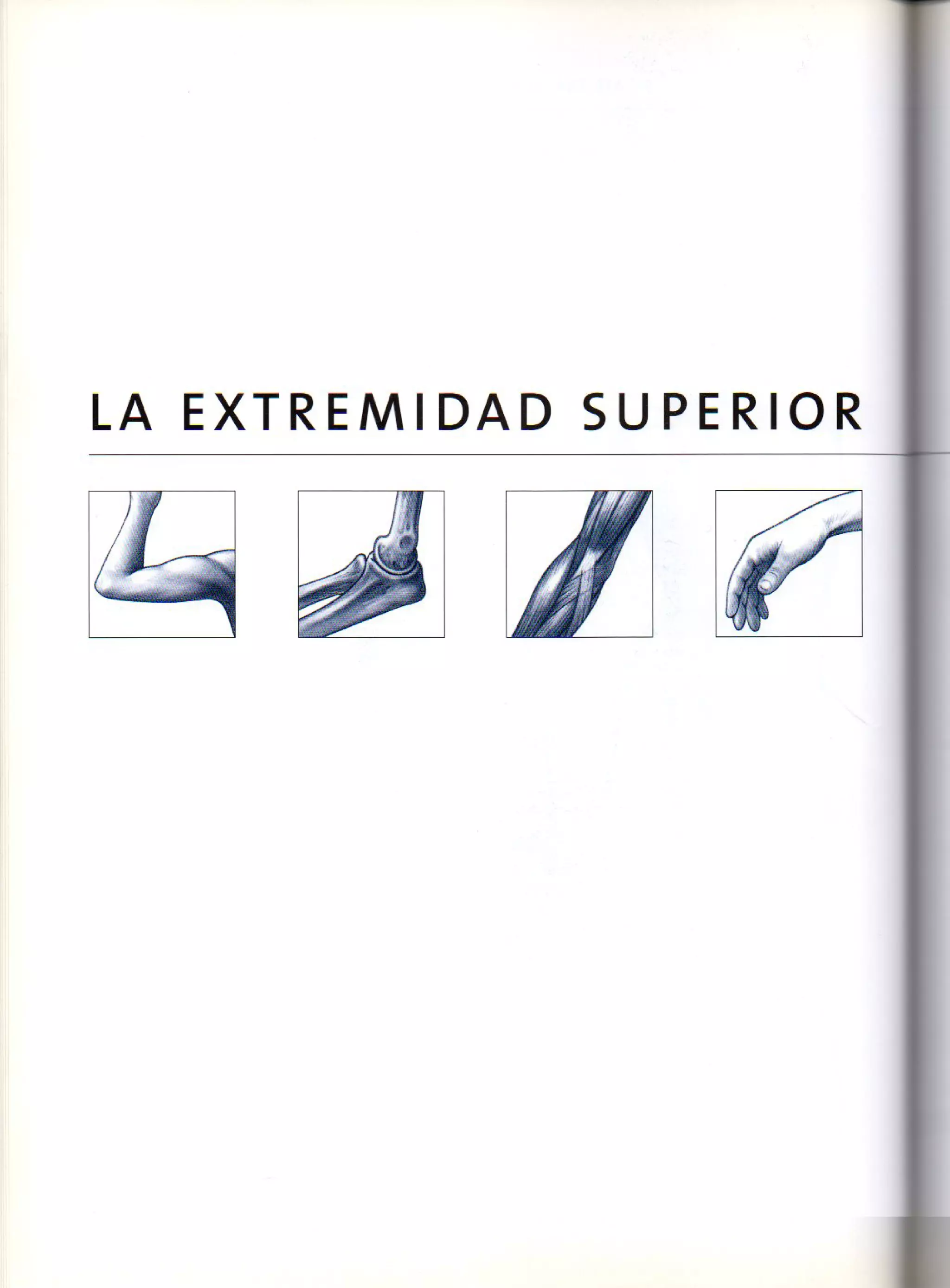 (Daniel carter) anatomia para el artista