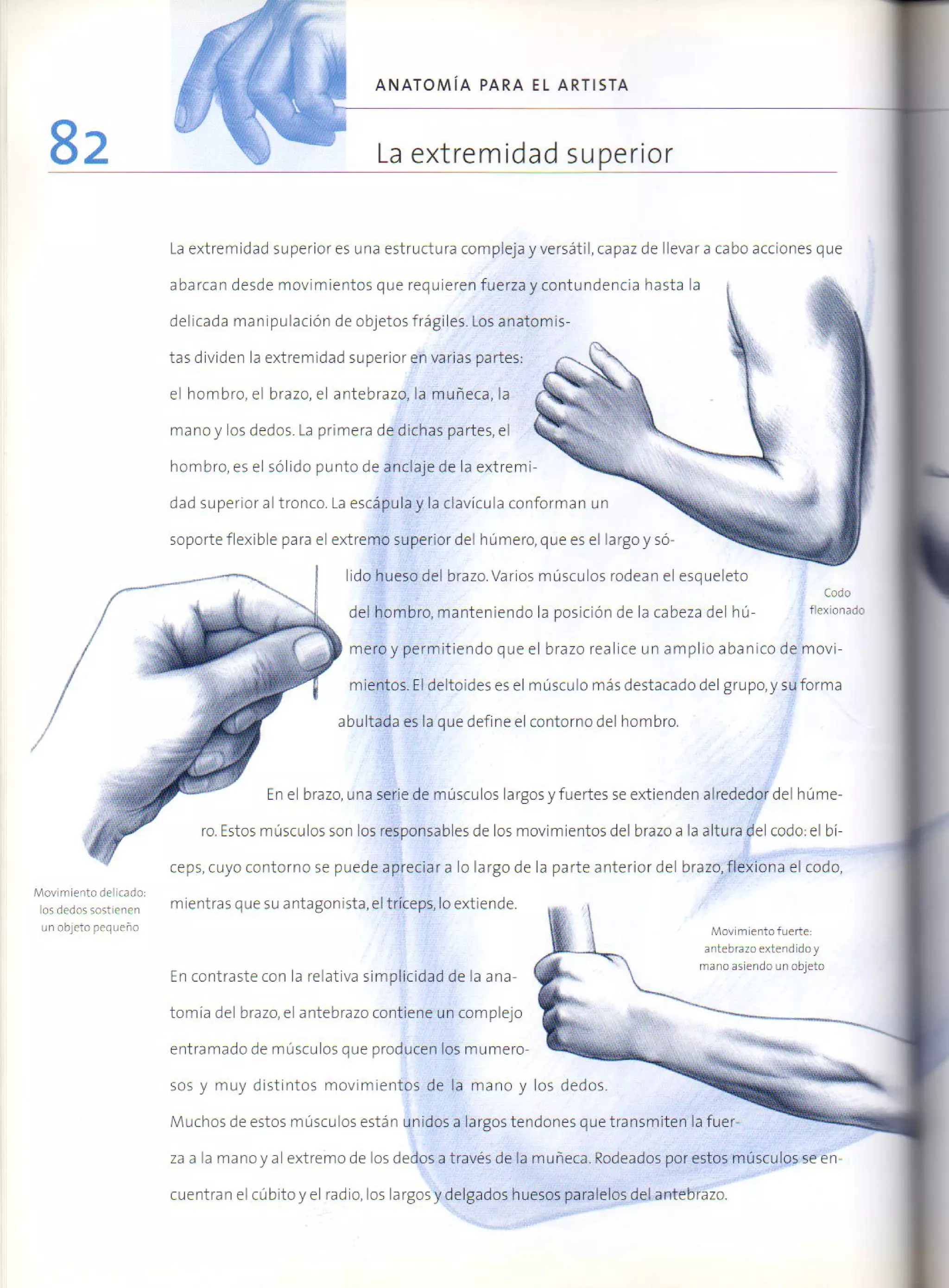 (Daniel carter) anatomia para el artista