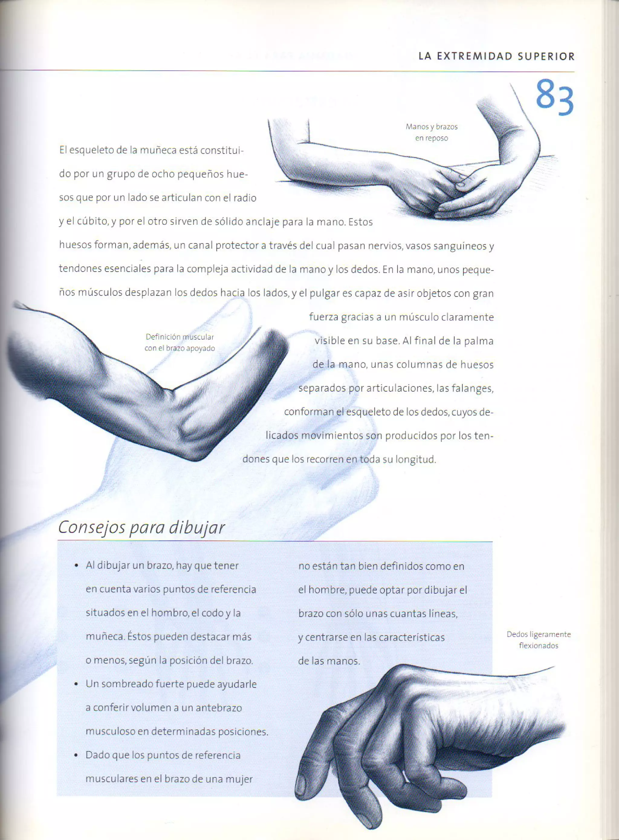 (Daniel carter) anatomia para el artista