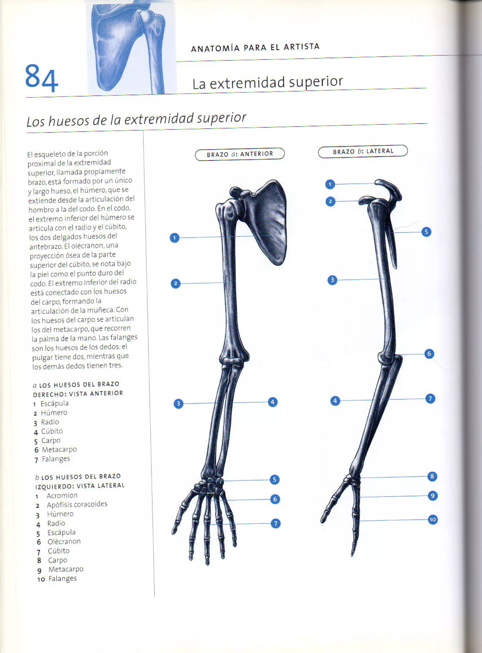 (Daniel carter) anatomia para el artista