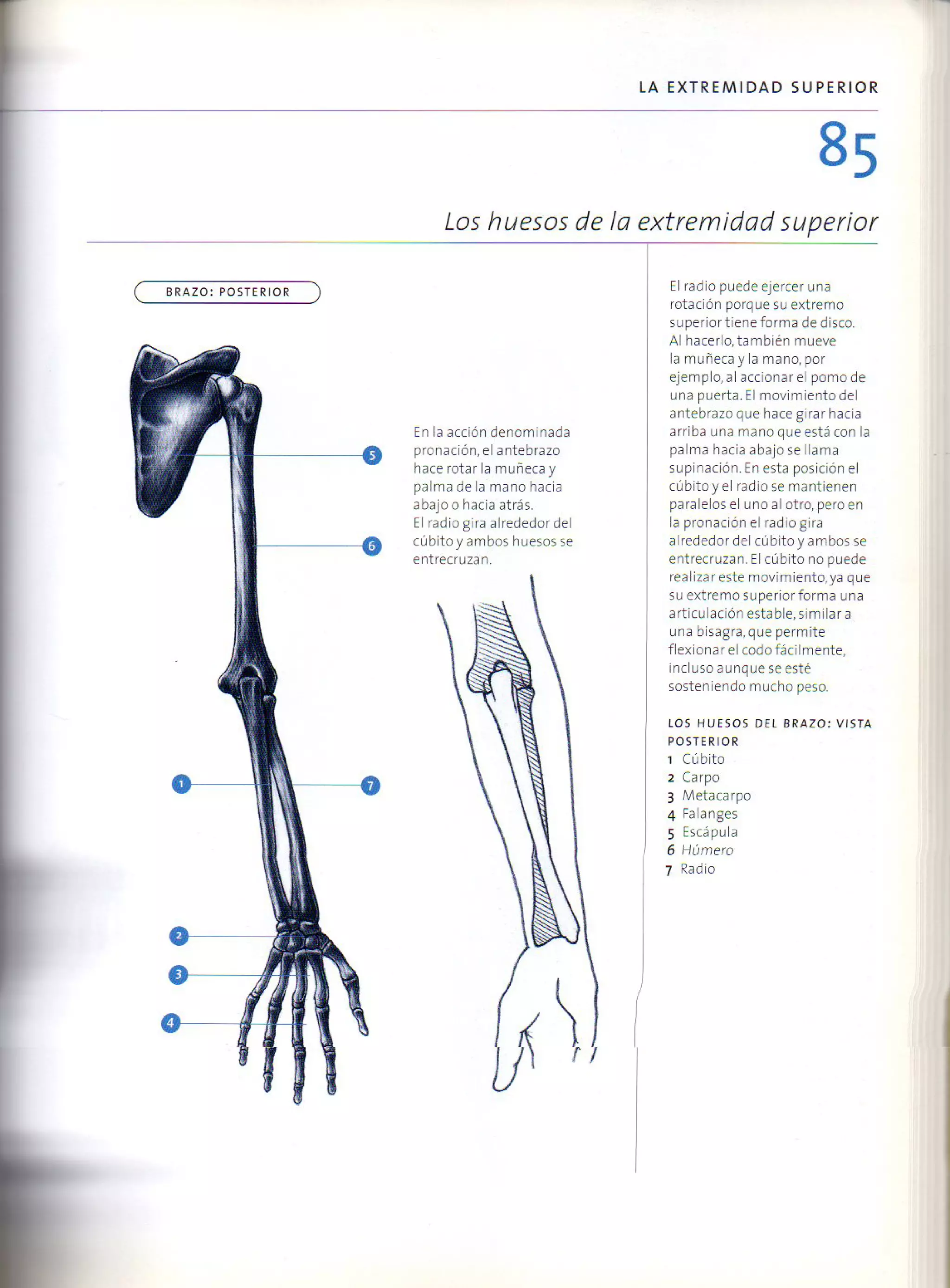 (Daniel carter) anatomia para el artista