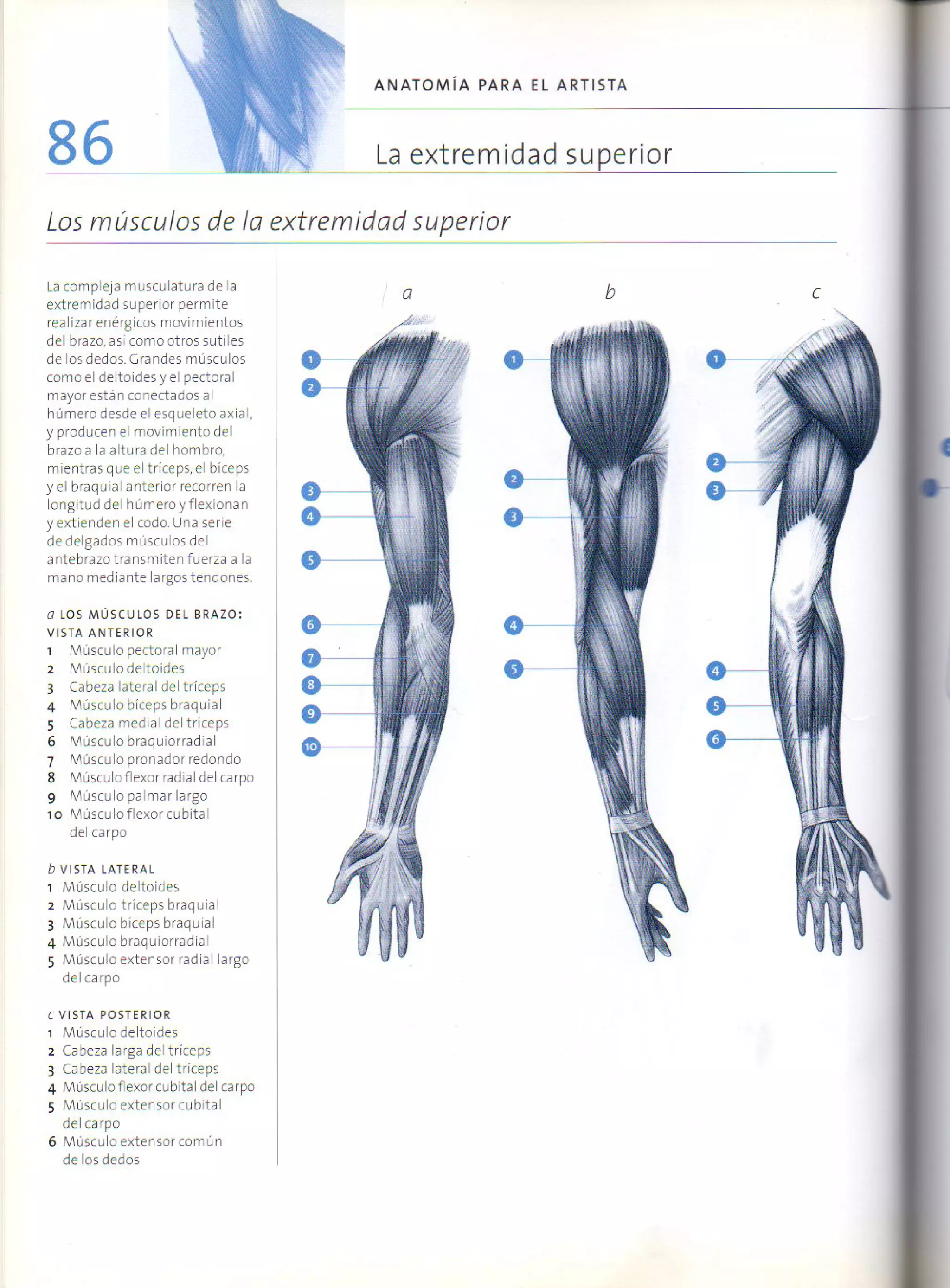(Daniel carter) anatomia para el artista
