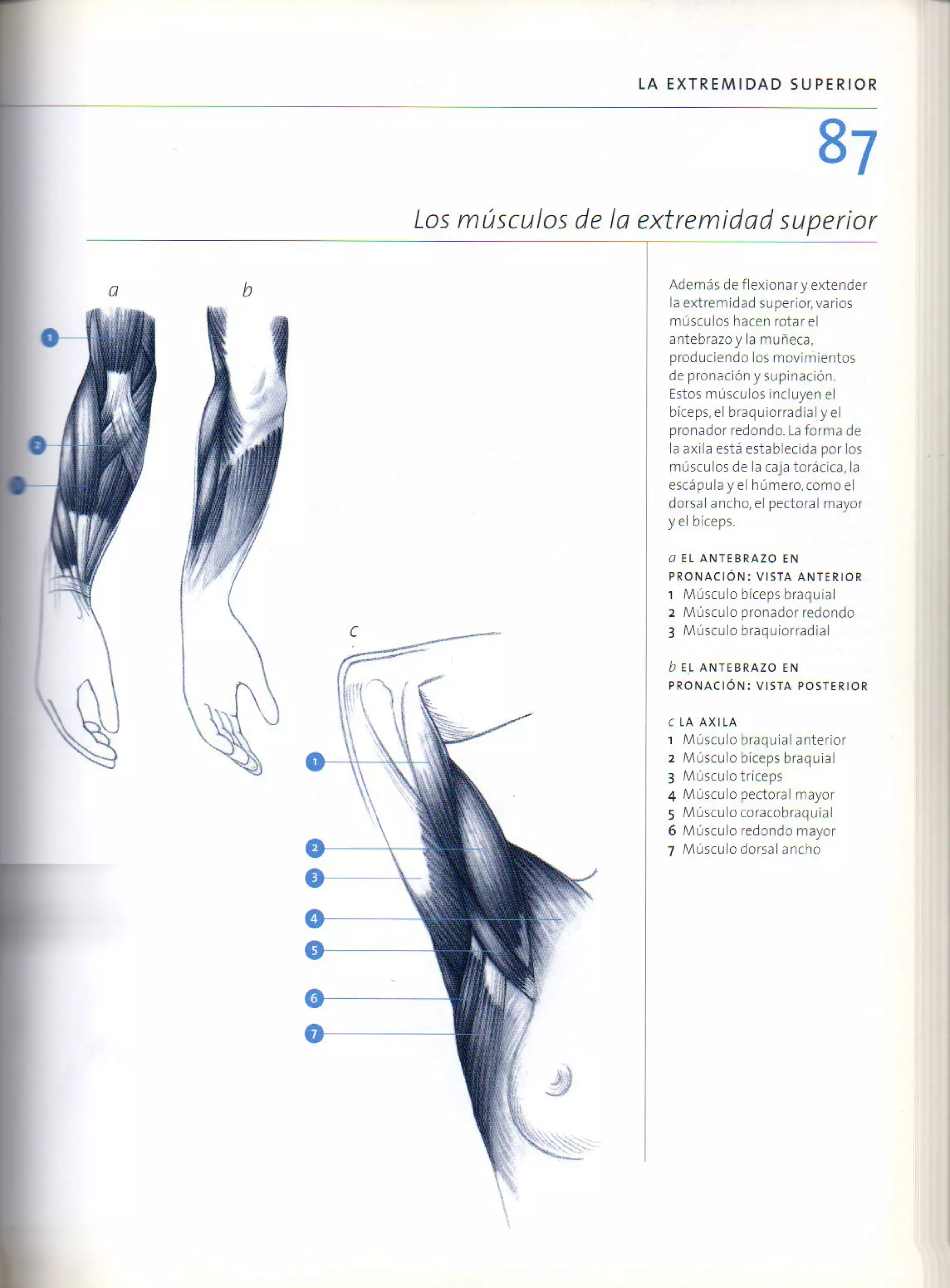 (Daniel carter) anatomia para el artista