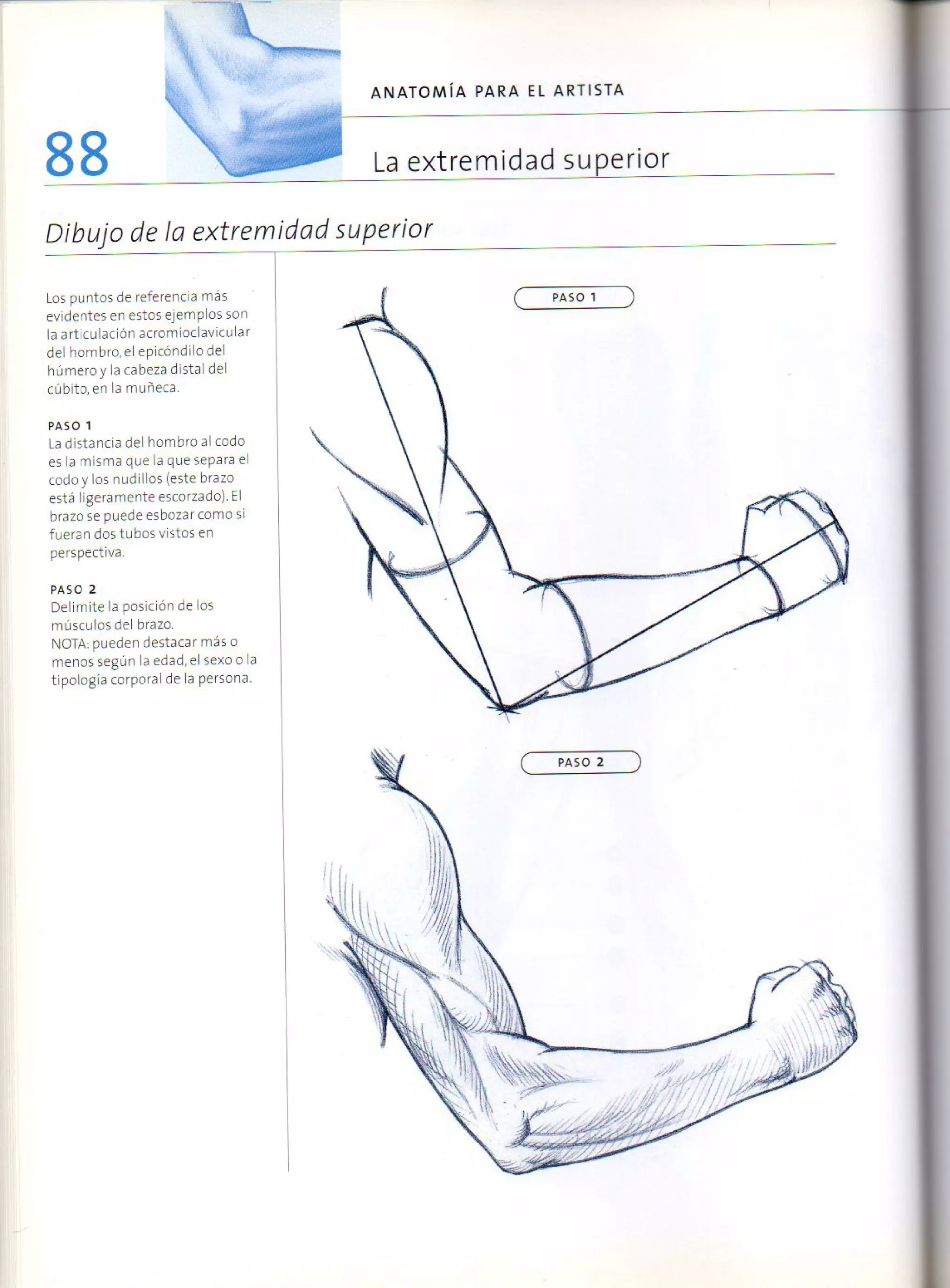 (Daniel carter) anatomia para el artista
