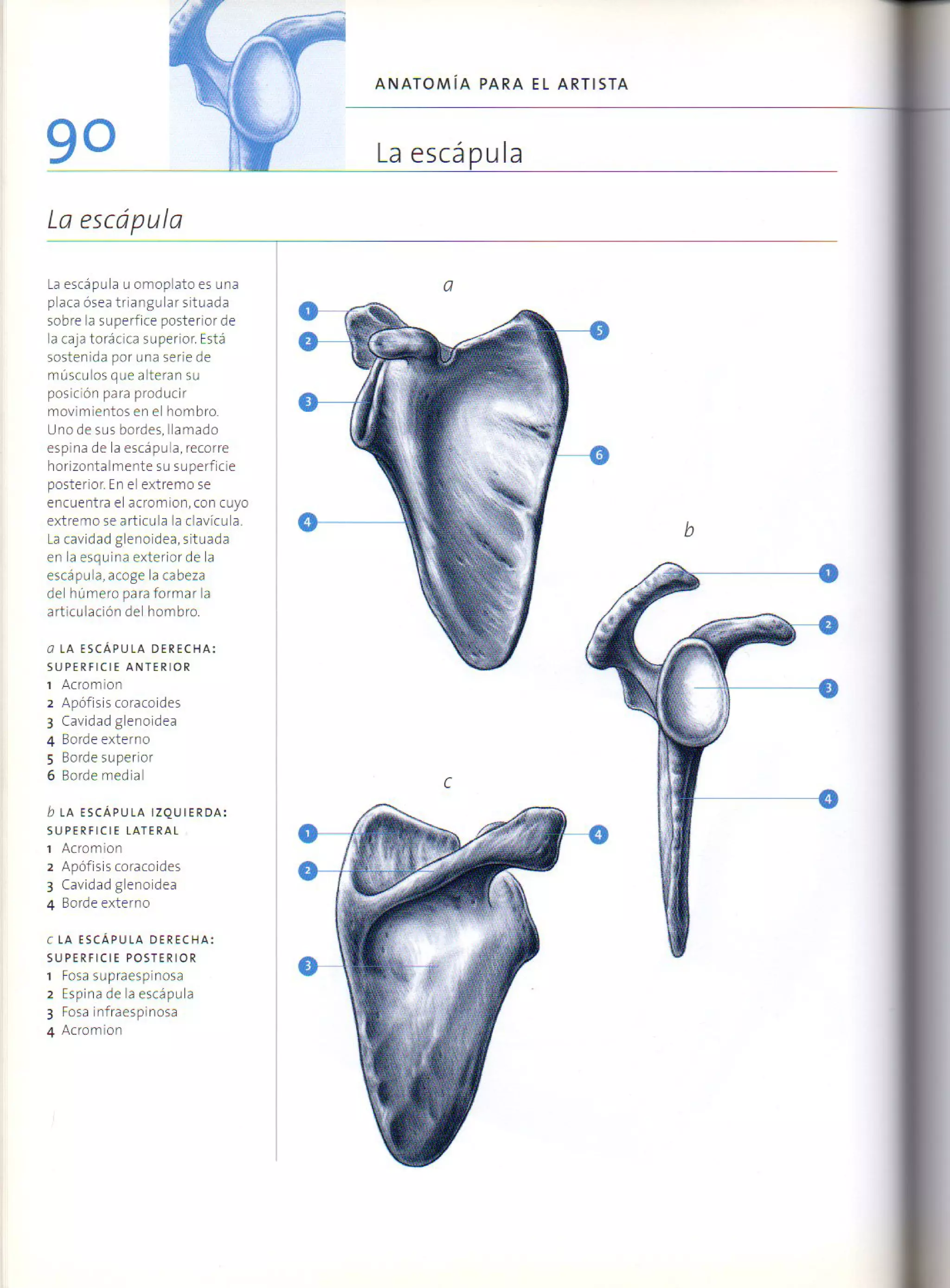 (Daniel carter) anatomia para el artista