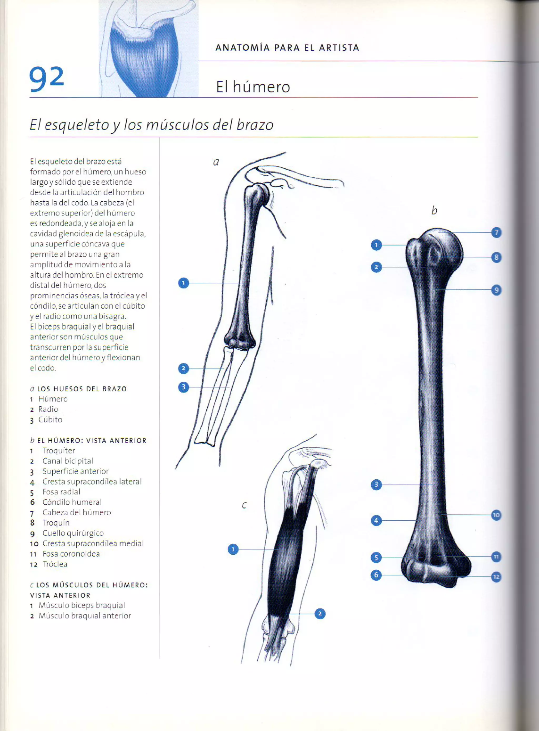 (Daniel carter) anatomia para el artista