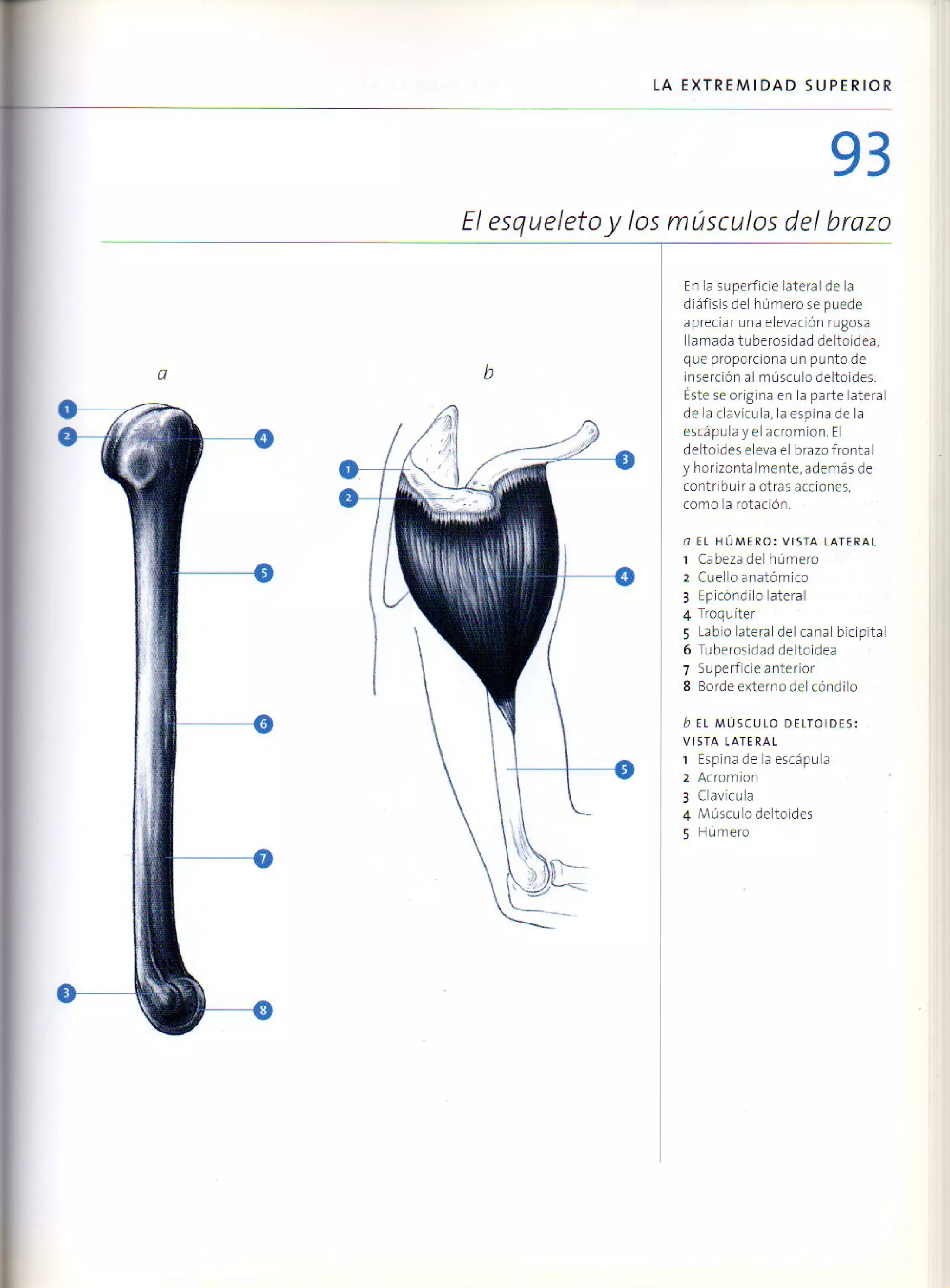 (Daniel carter) anatomia para el artista