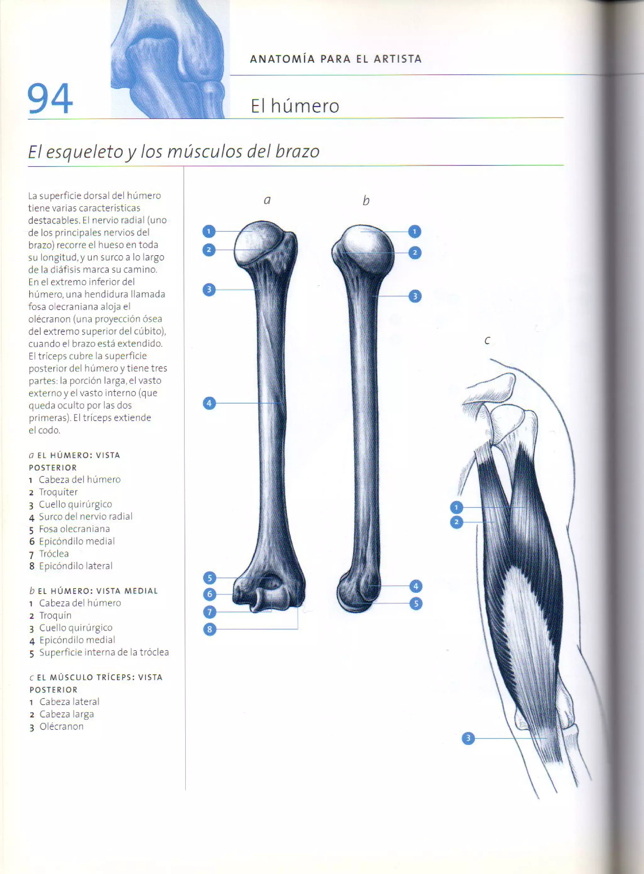 (Daniel carter) anatomia para el artista